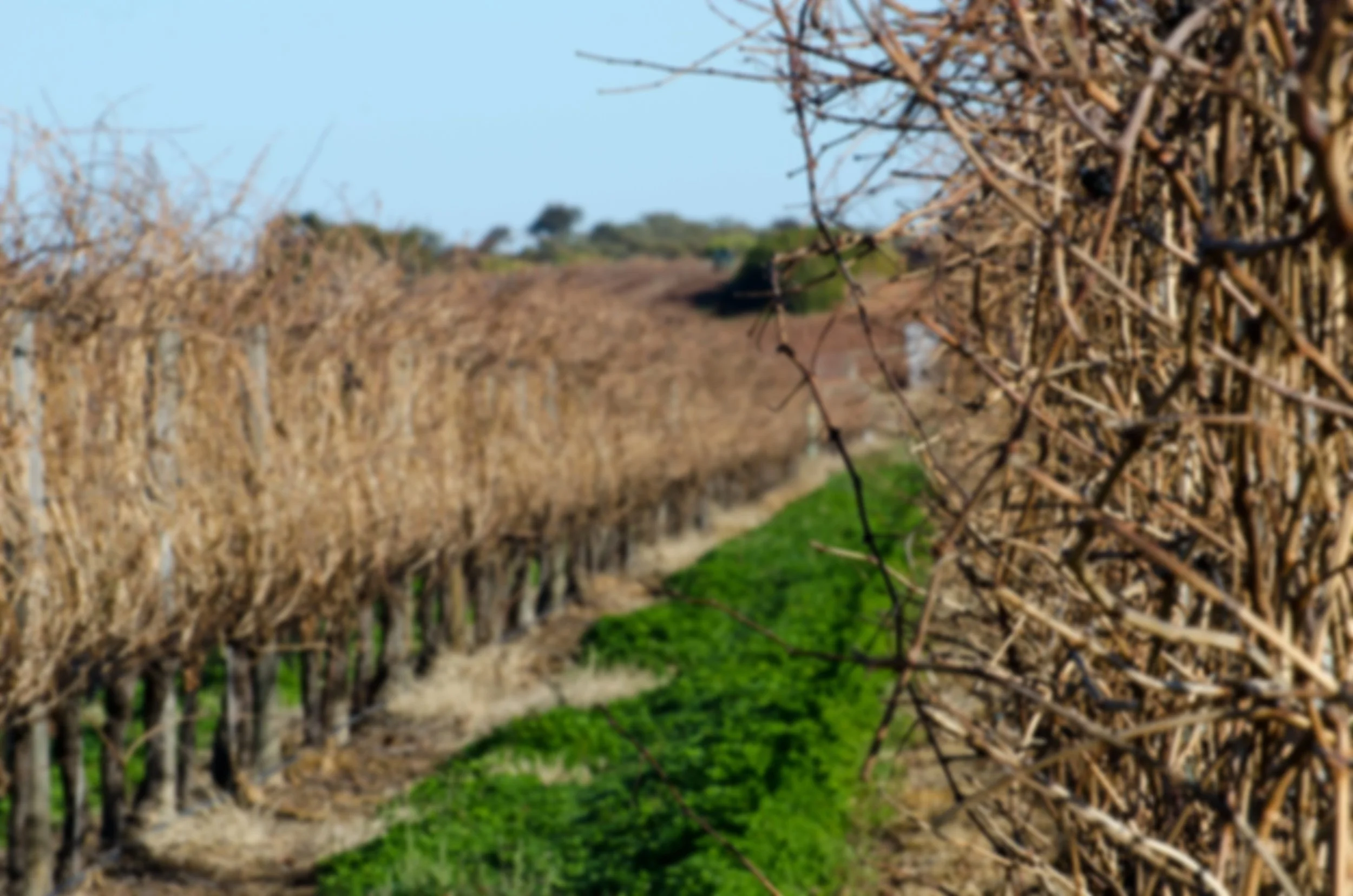 Riv Vine Improvement-3 July 2012 191.jpg