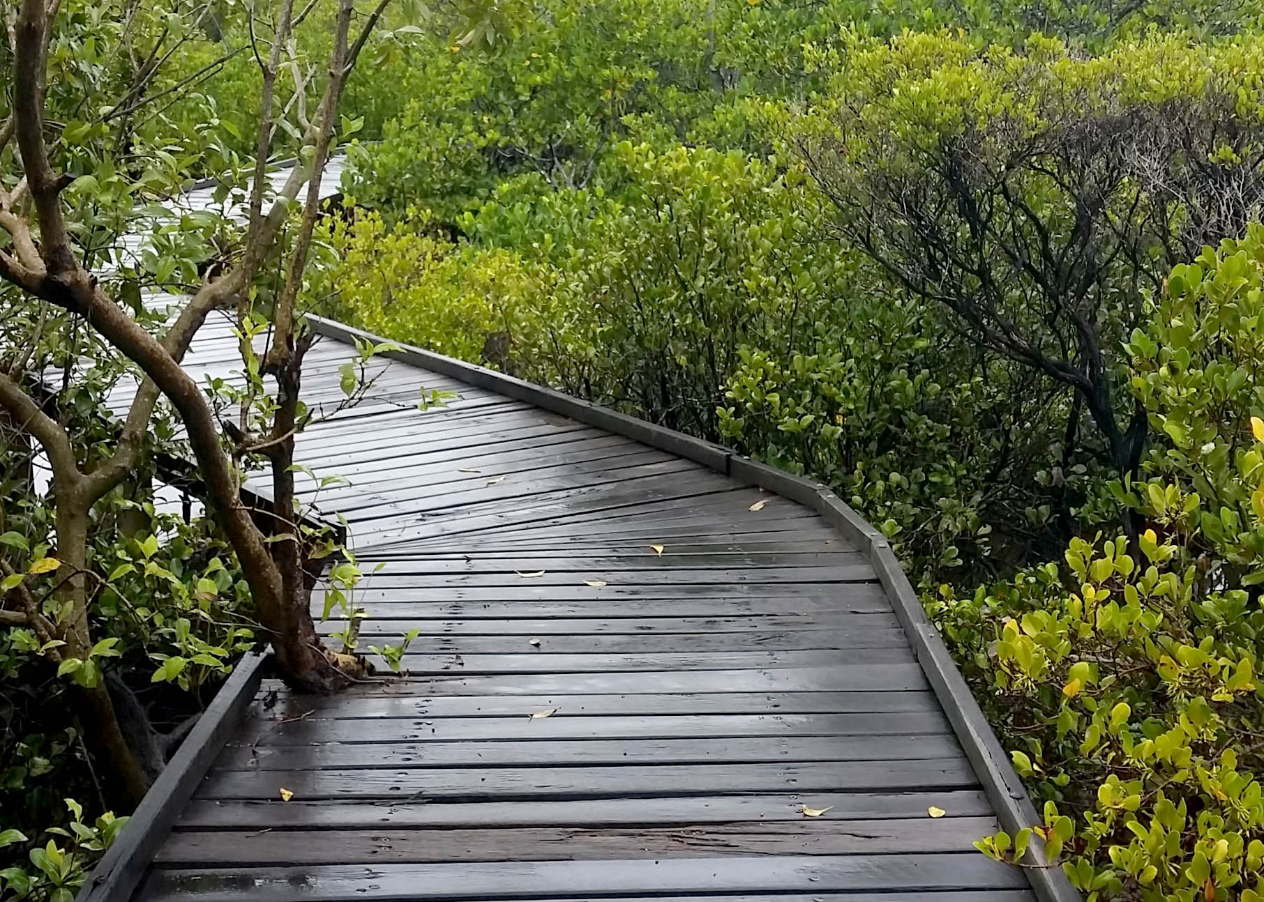 mangrove_boardwalk.jpg