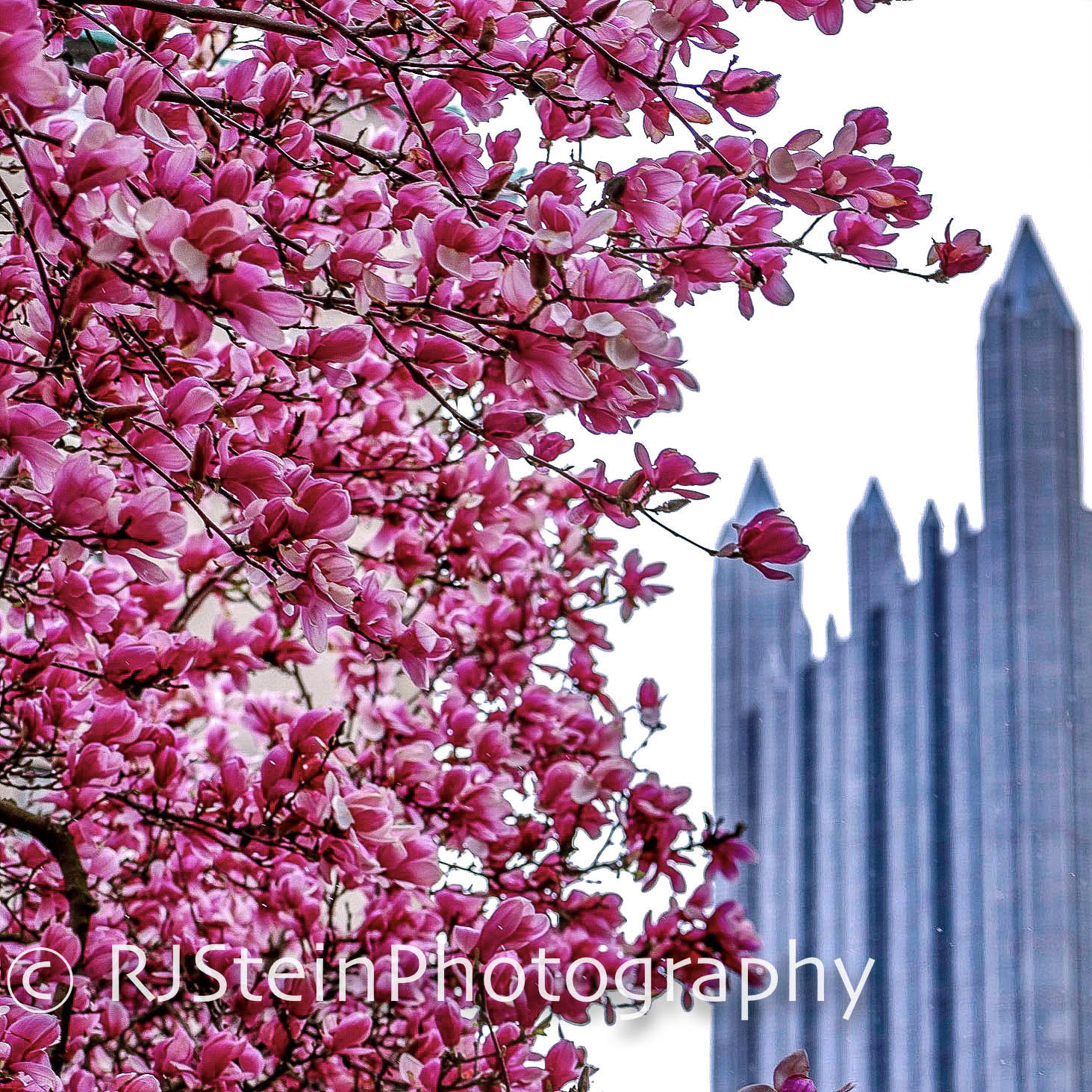 magnolia ppg, pittsburgh, 2018