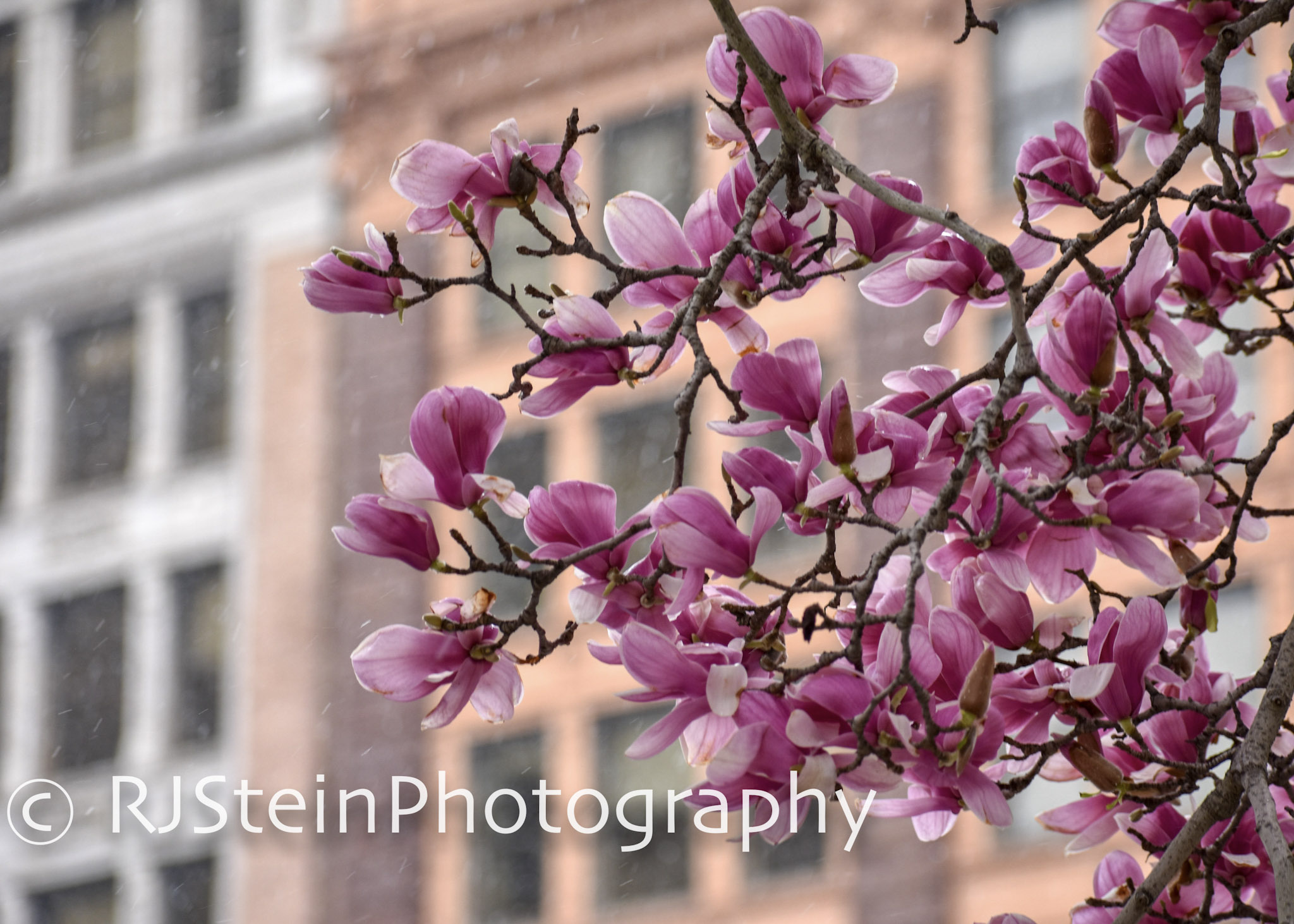 magnolia city, pittsburgh, 2018