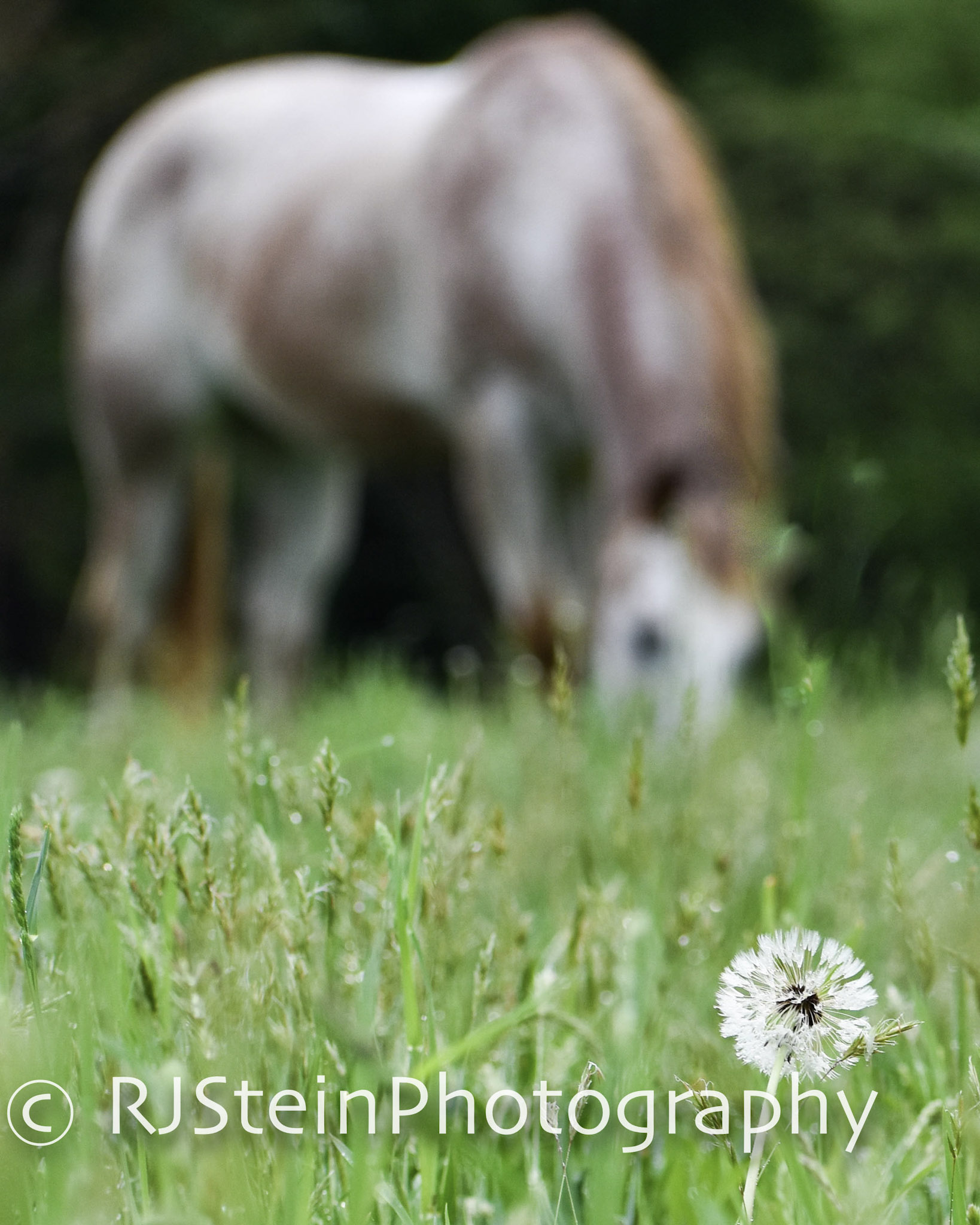 dandelion pony, pennslyvania, 2018