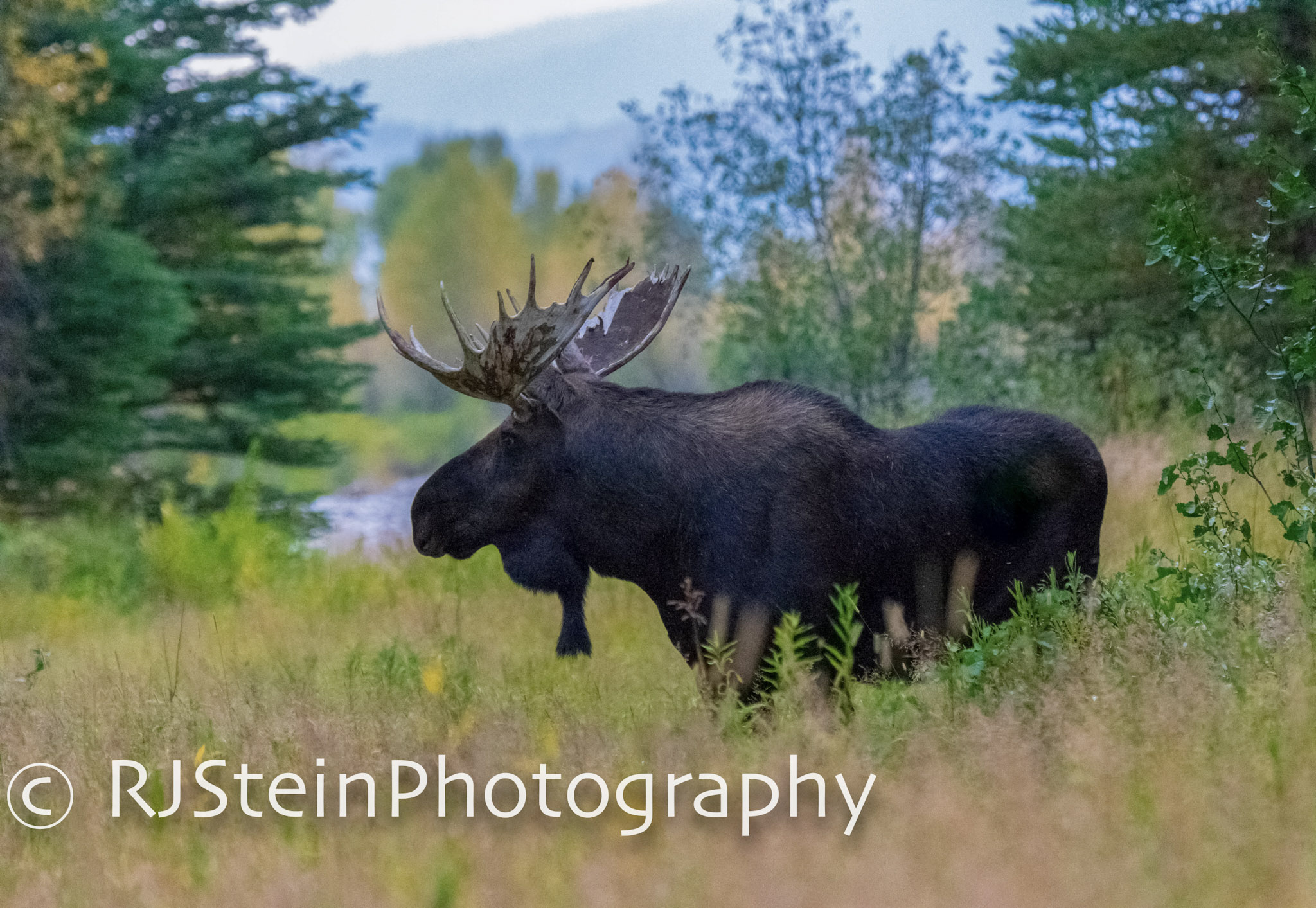 shiras bull moose, wyoming, 2018