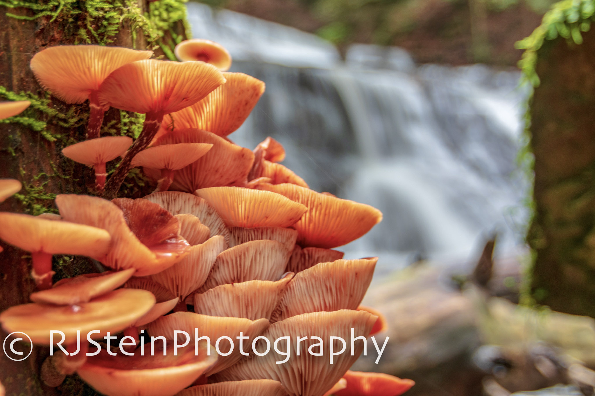 mcconnell's mills mushrooms, pennslyvania, 2018