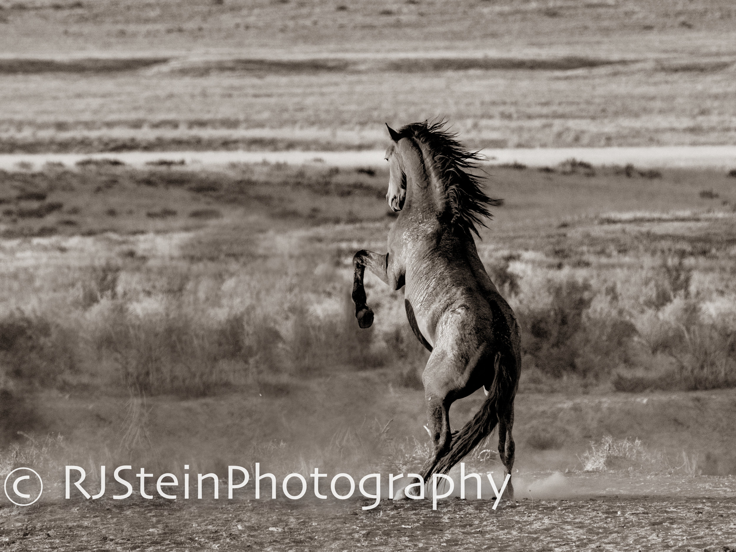 true grit, utah, 2018