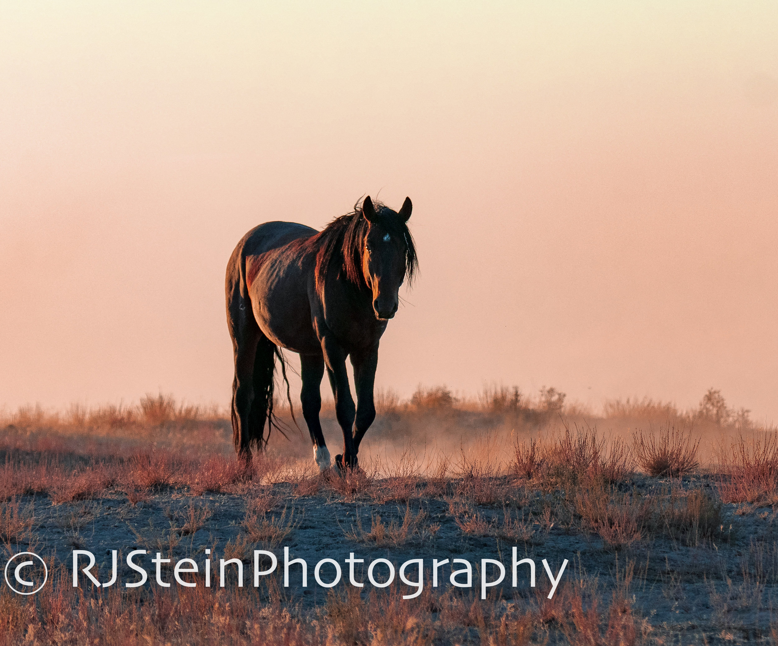 wild dusty rose, utah, 2018