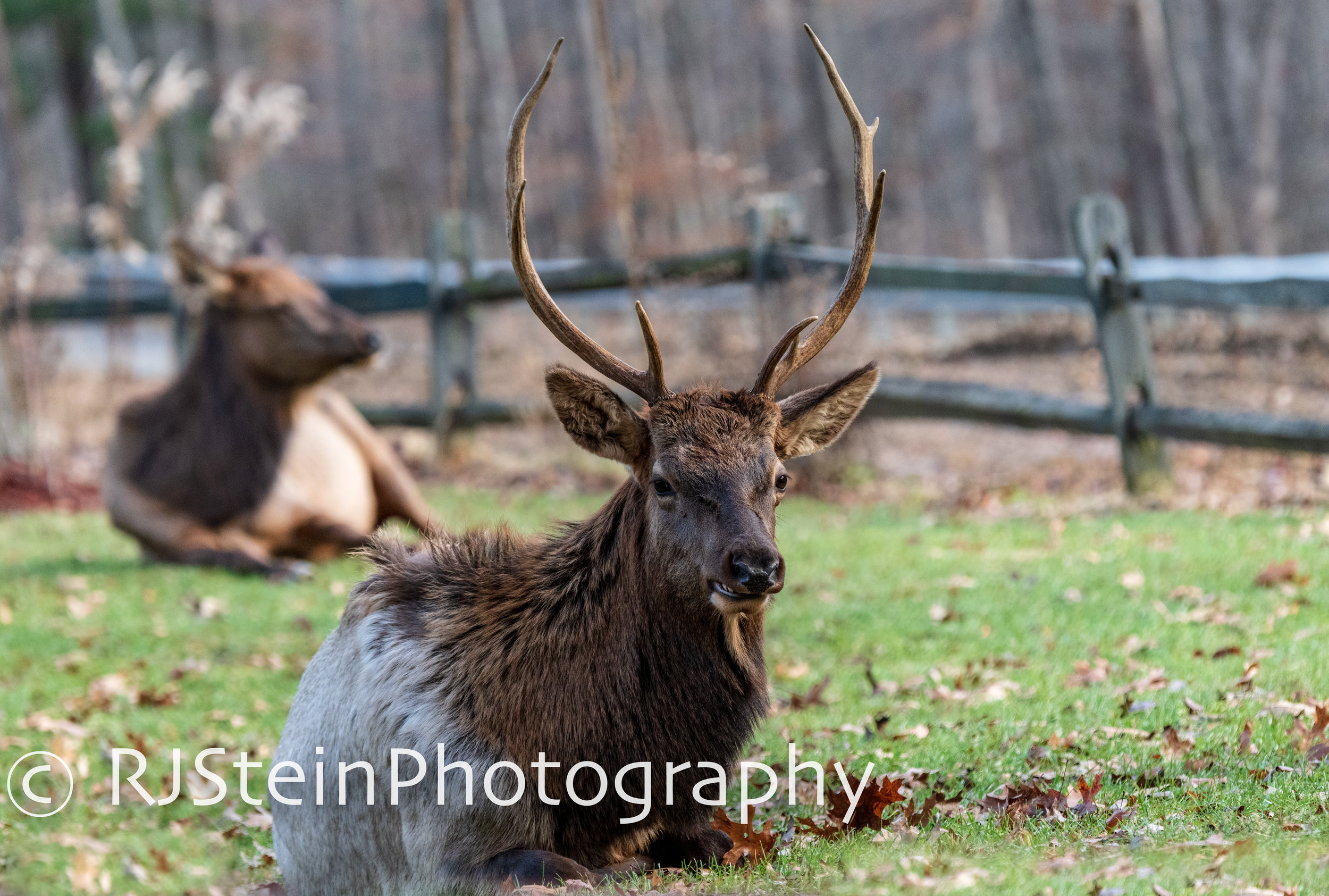 resting elk, pennslyvania, 2018