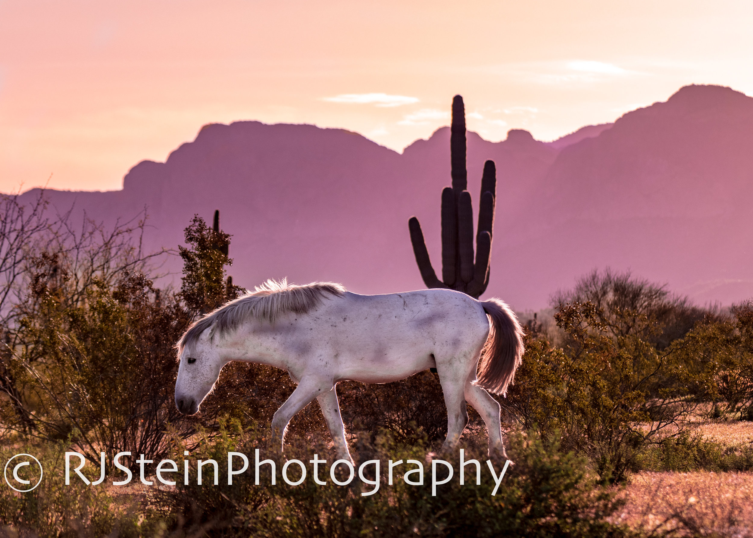 morning glow, arizona, 2019