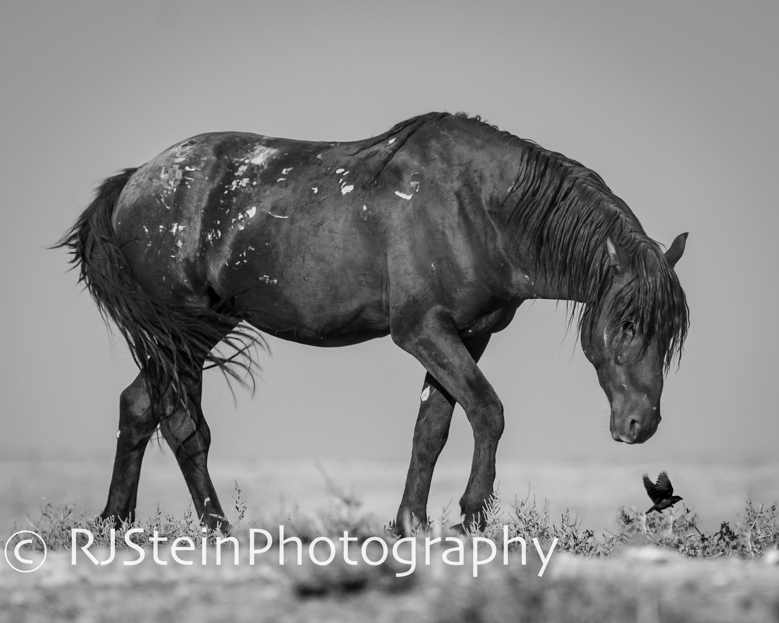 stag and fowl bnw, utah, 2018