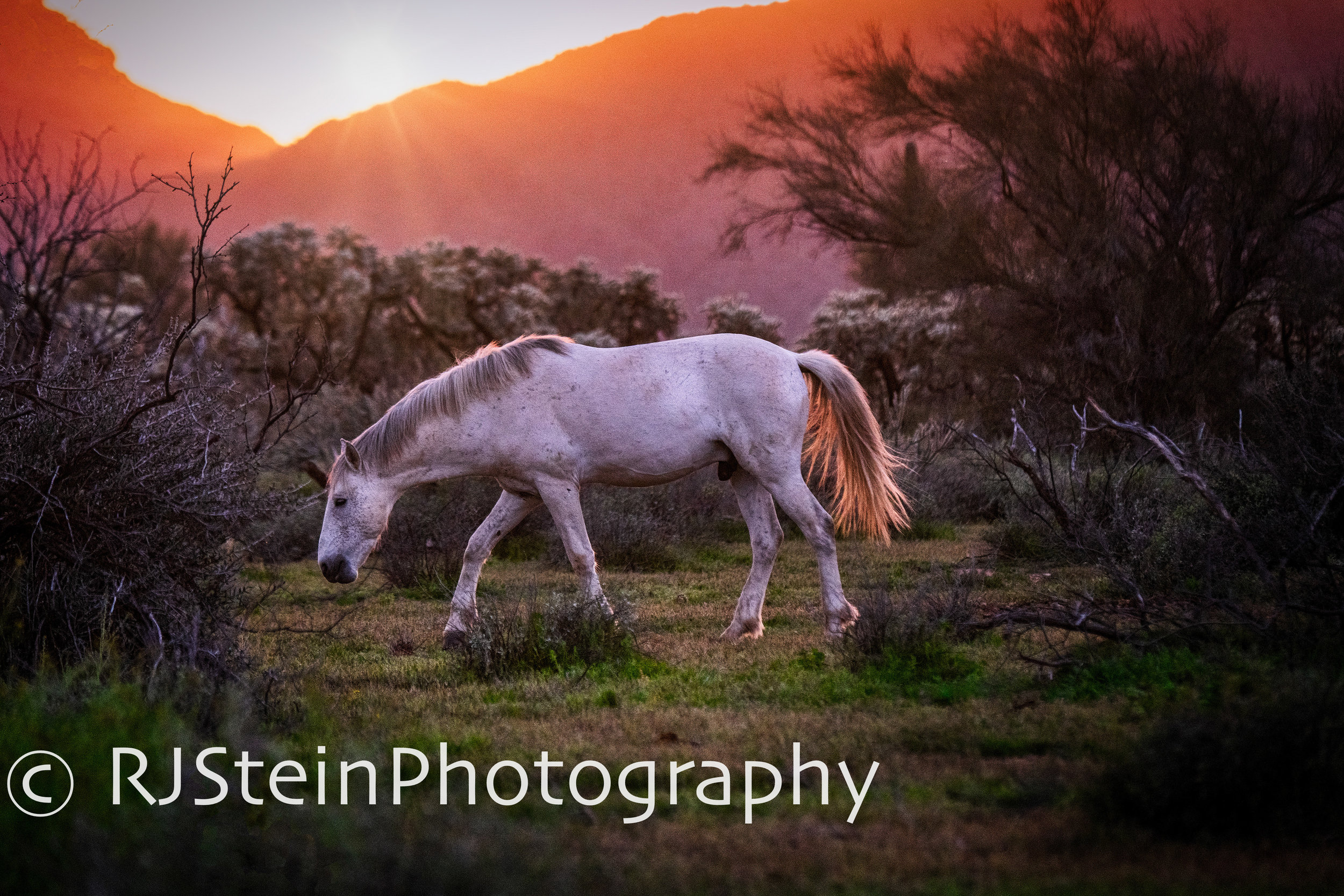 mythical, arizona, 2019