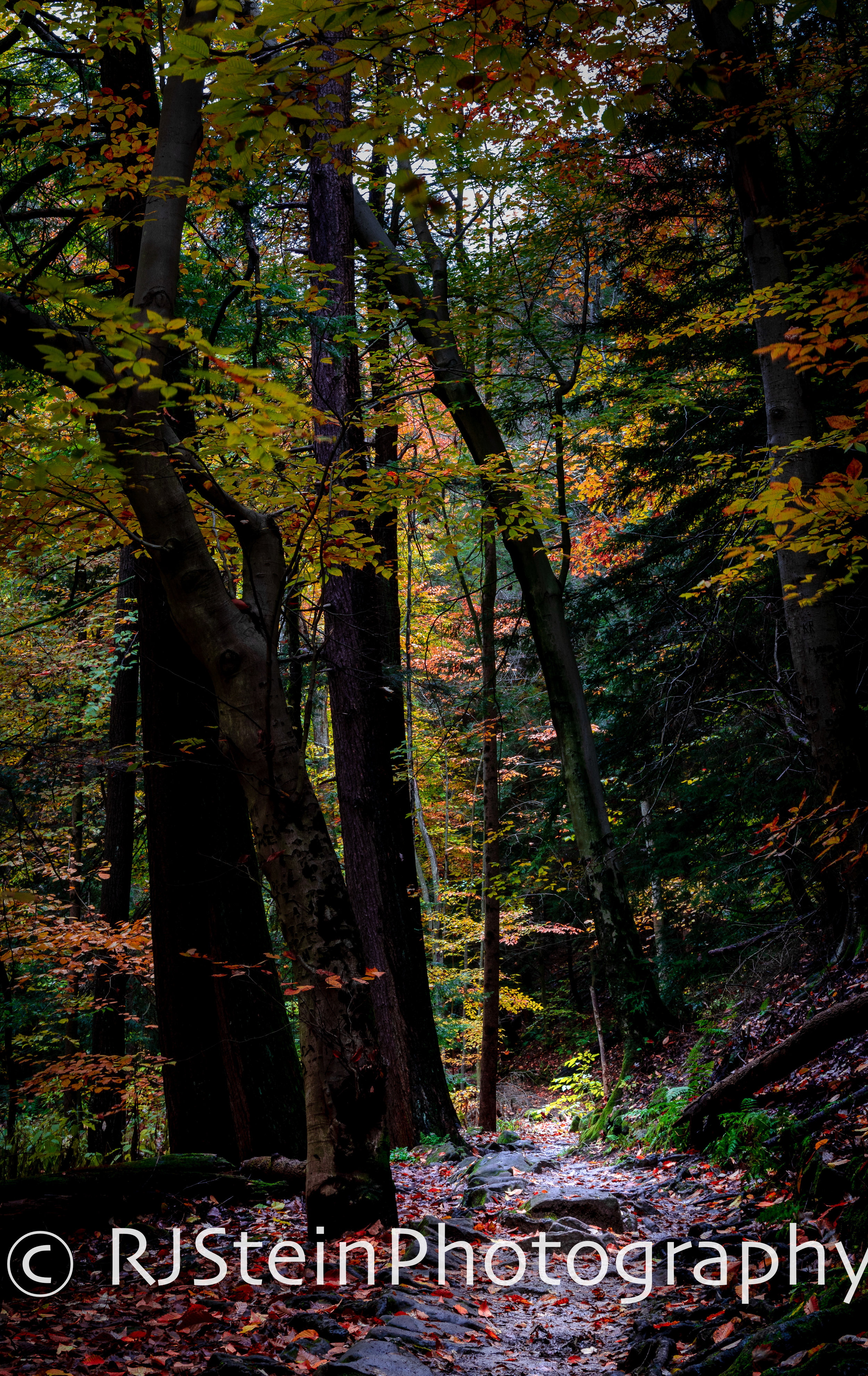 find your path, ohio, 2018