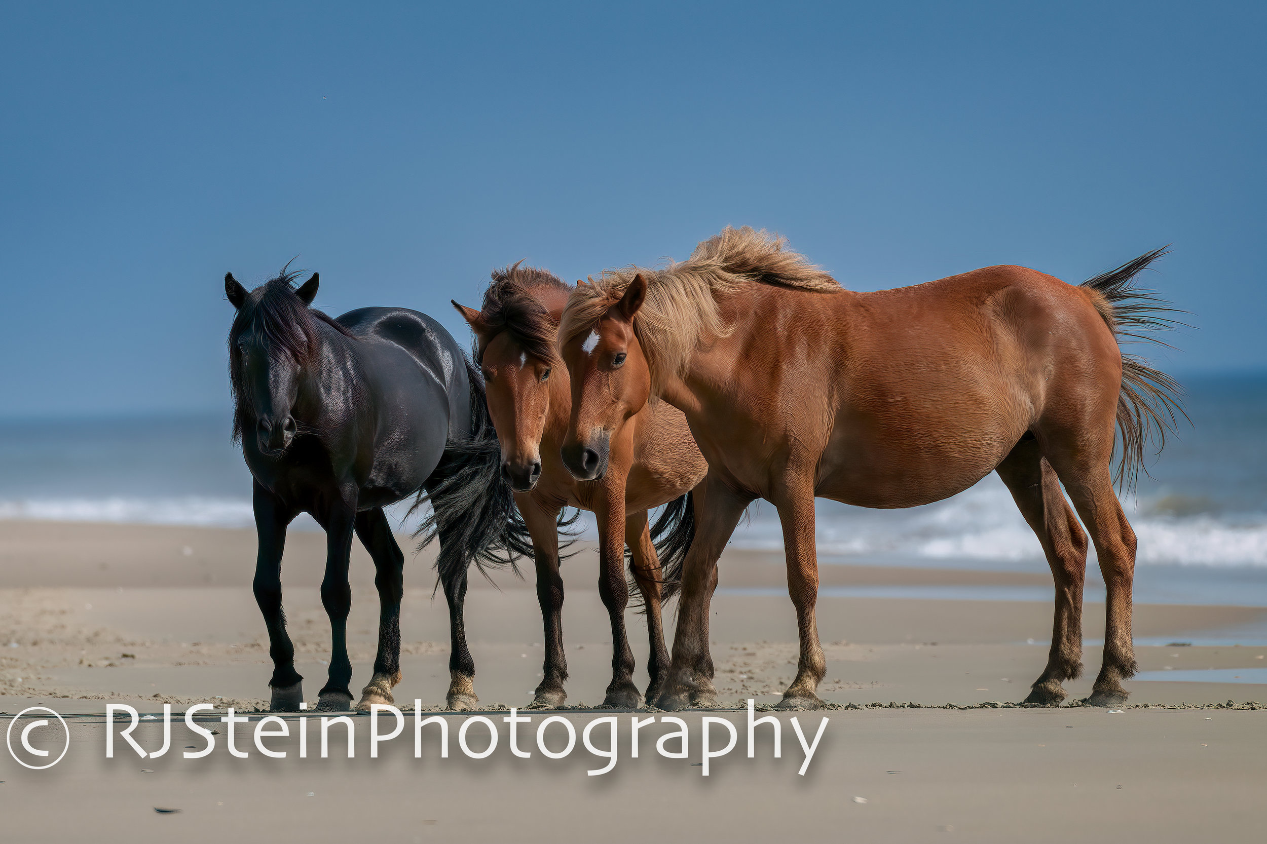 amigos, north carolina, 2019