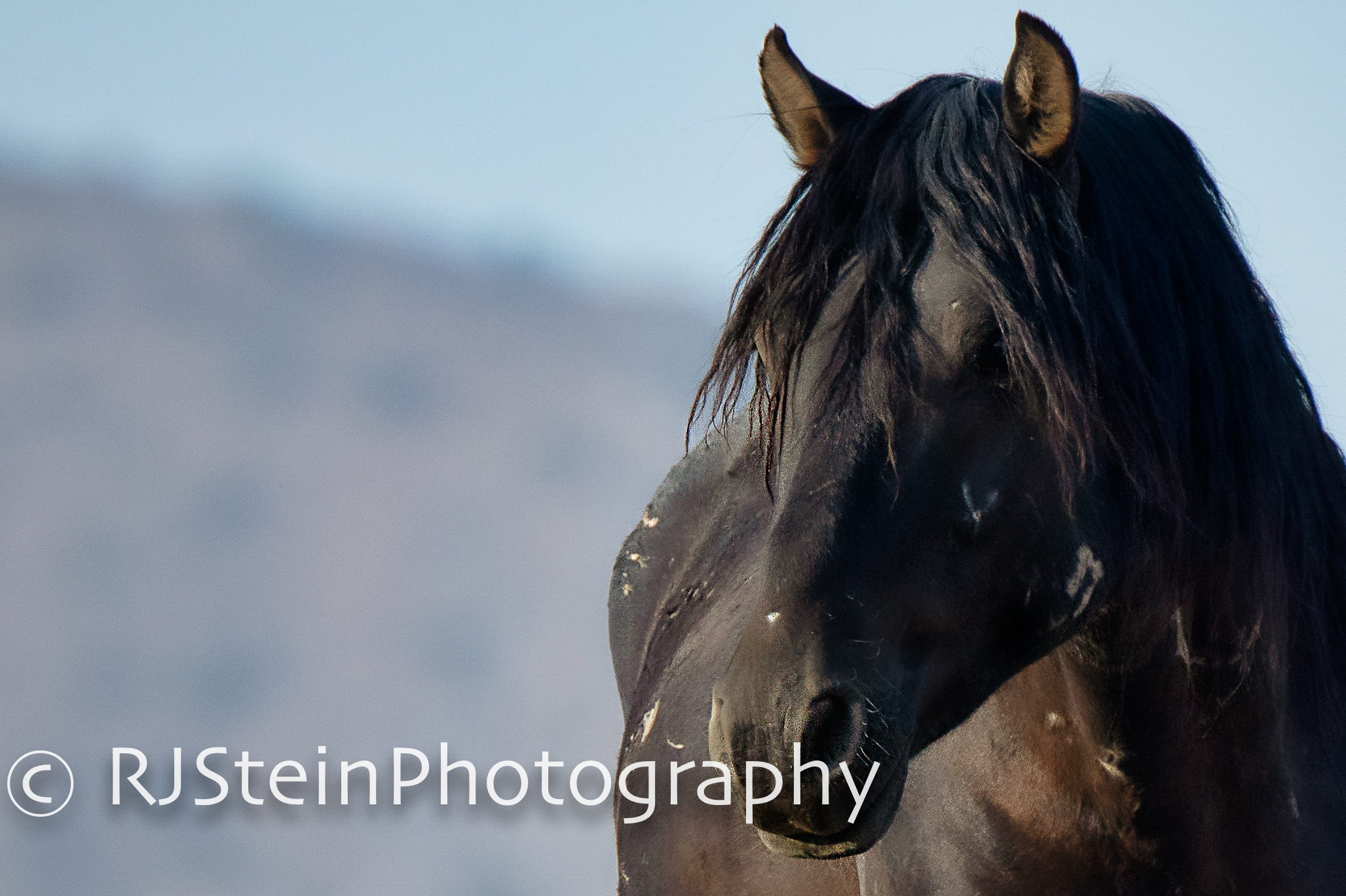 battle scars, utah, 2018