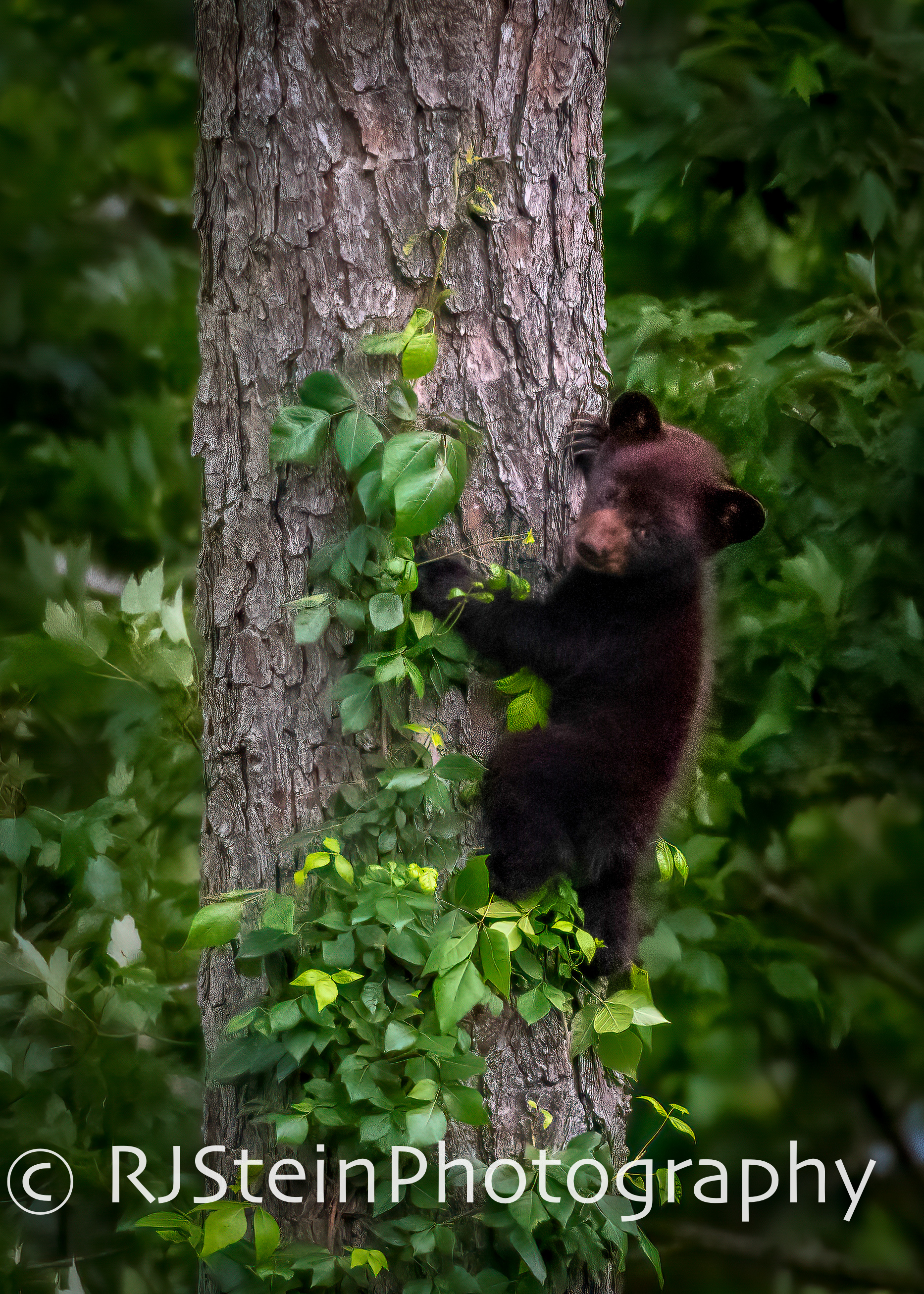 little cub, north carolina, 2019