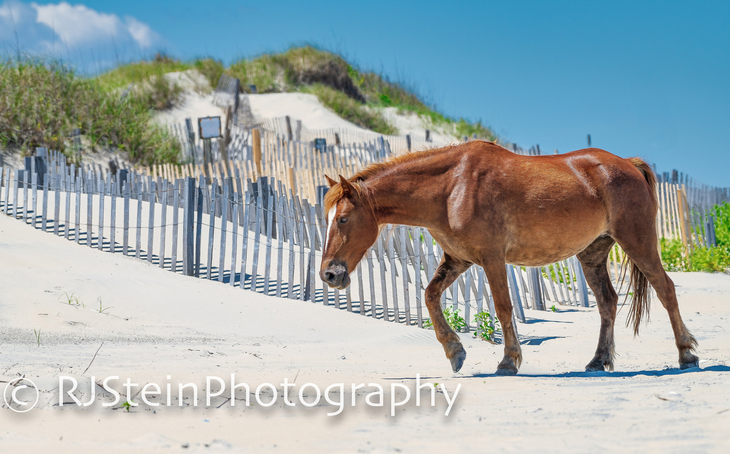 wild horse on the dune, north carolina, 2019