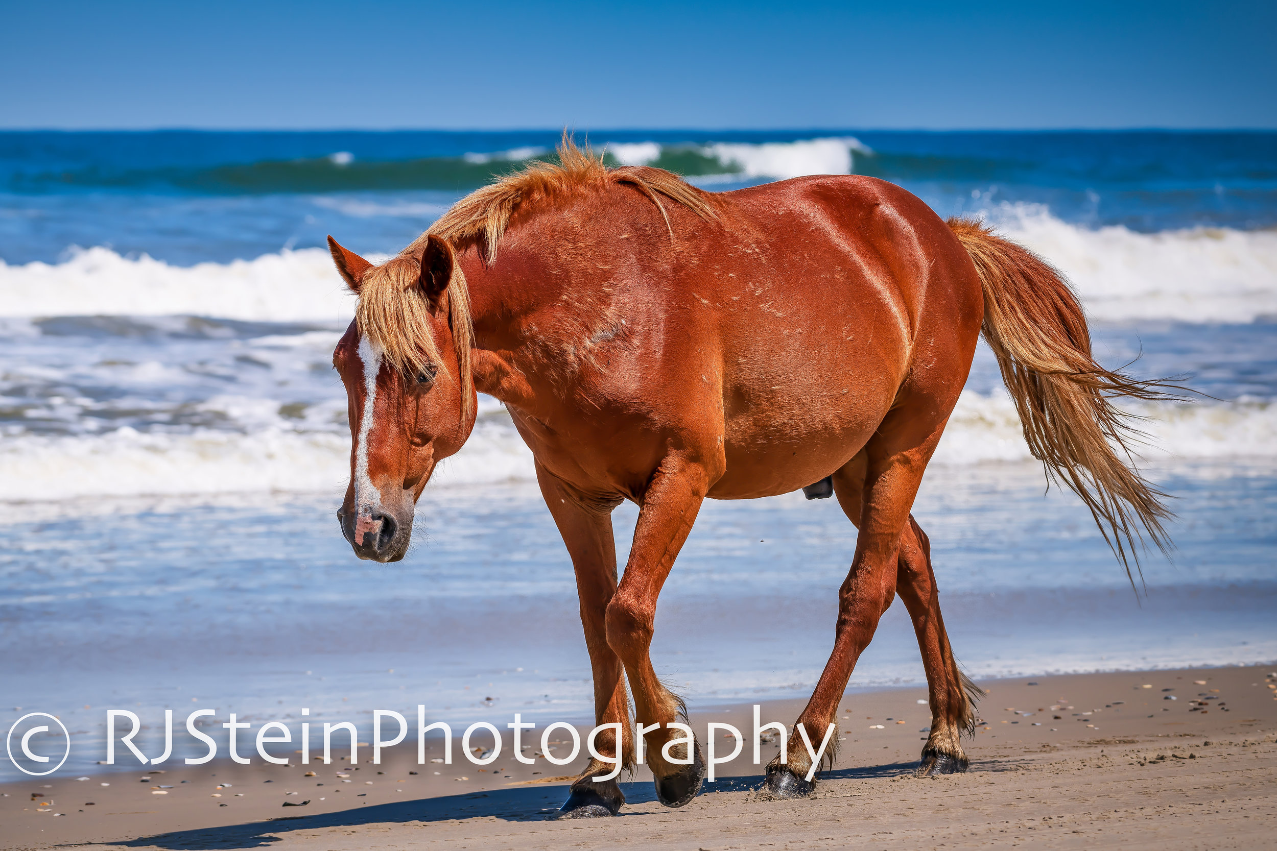lone stallion on the beach, north carolina, 2019