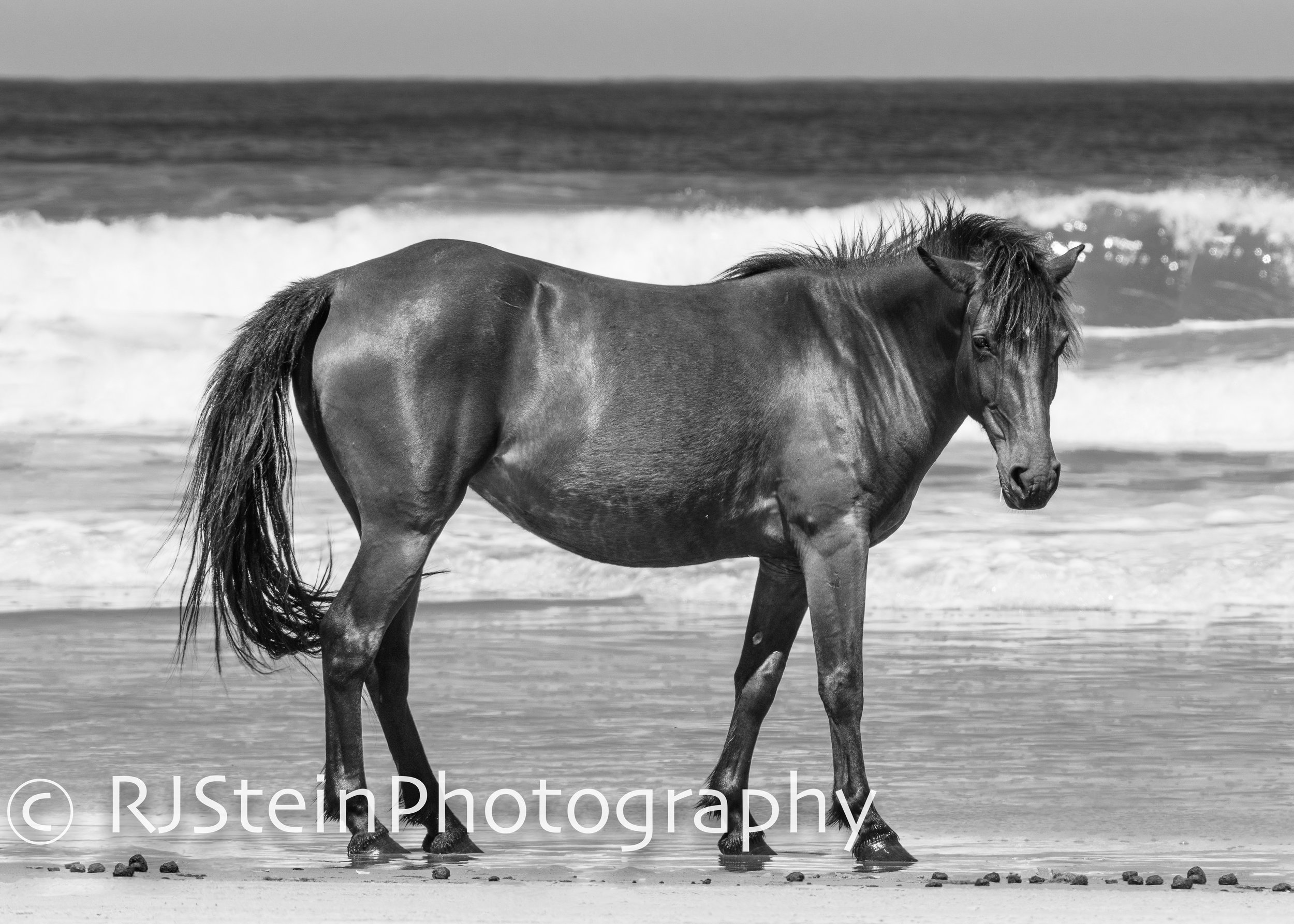 wild waters full, north carolina, 2019