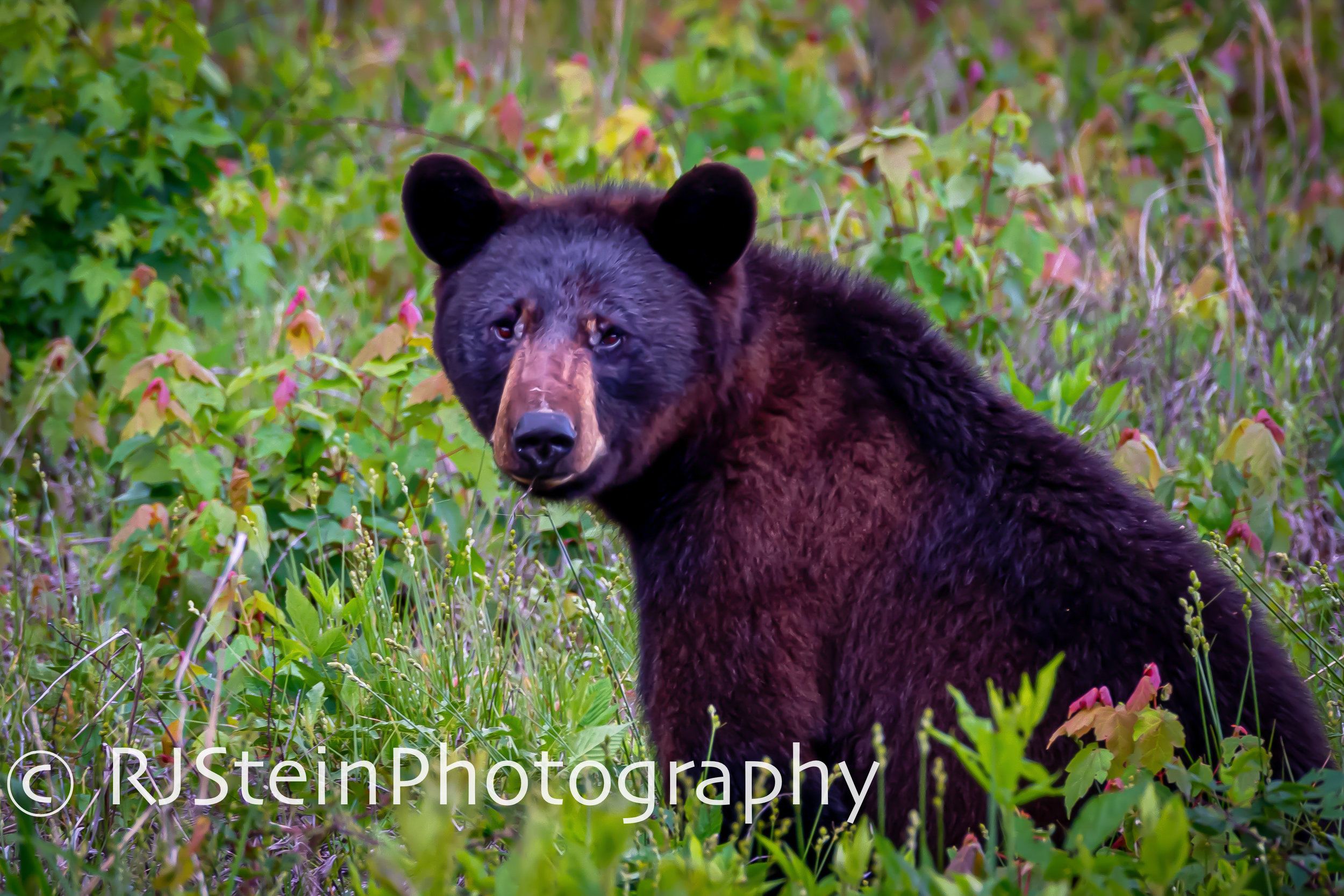 black bear in a field, north carolina, 2019