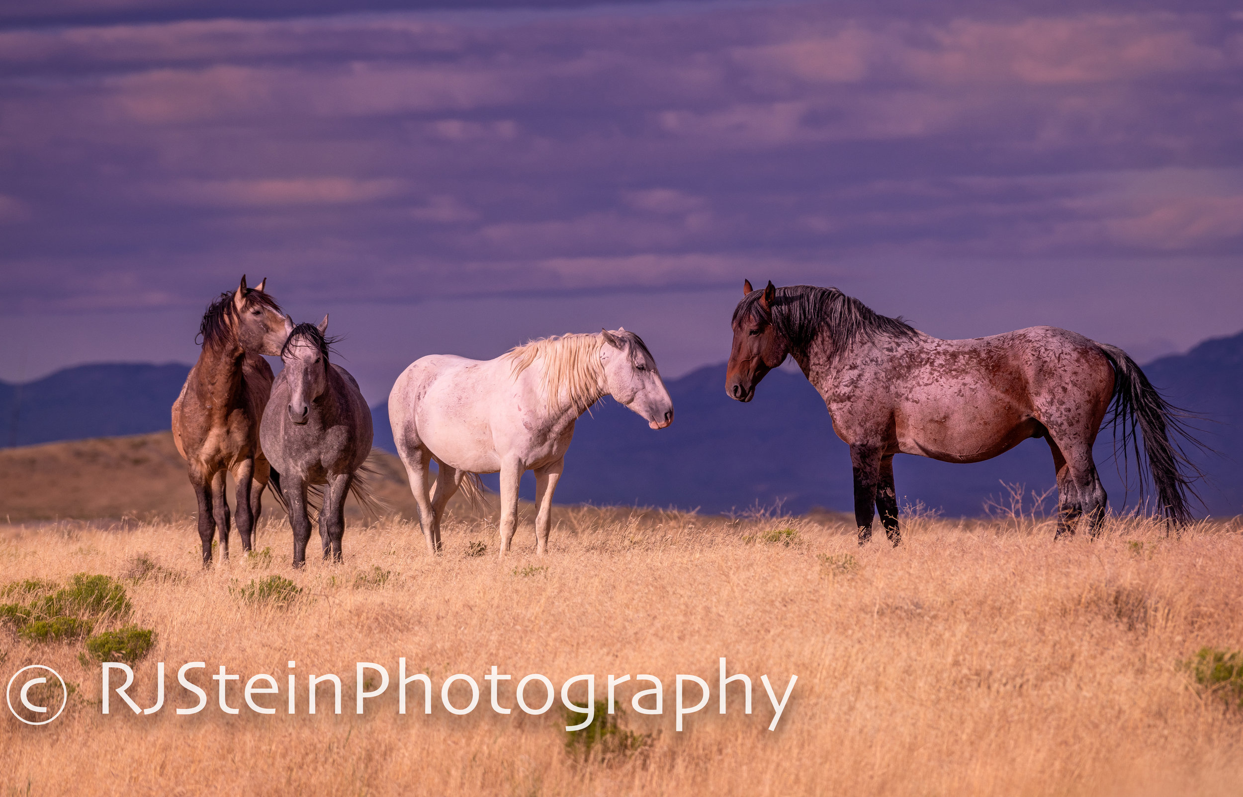 (LIMITED EDITION) the guardians, utah, 2019