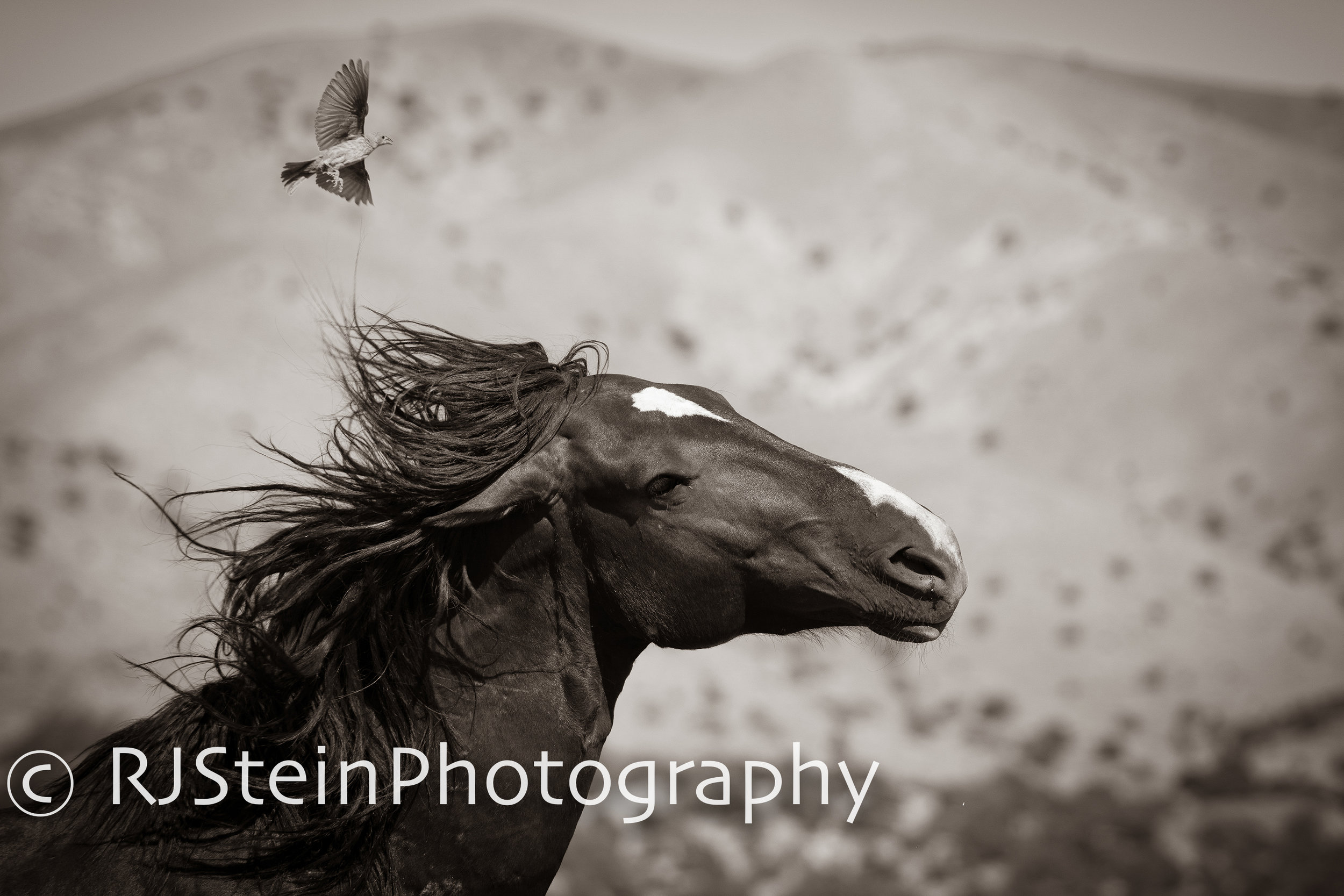 winged terror series 3, utah, 2019