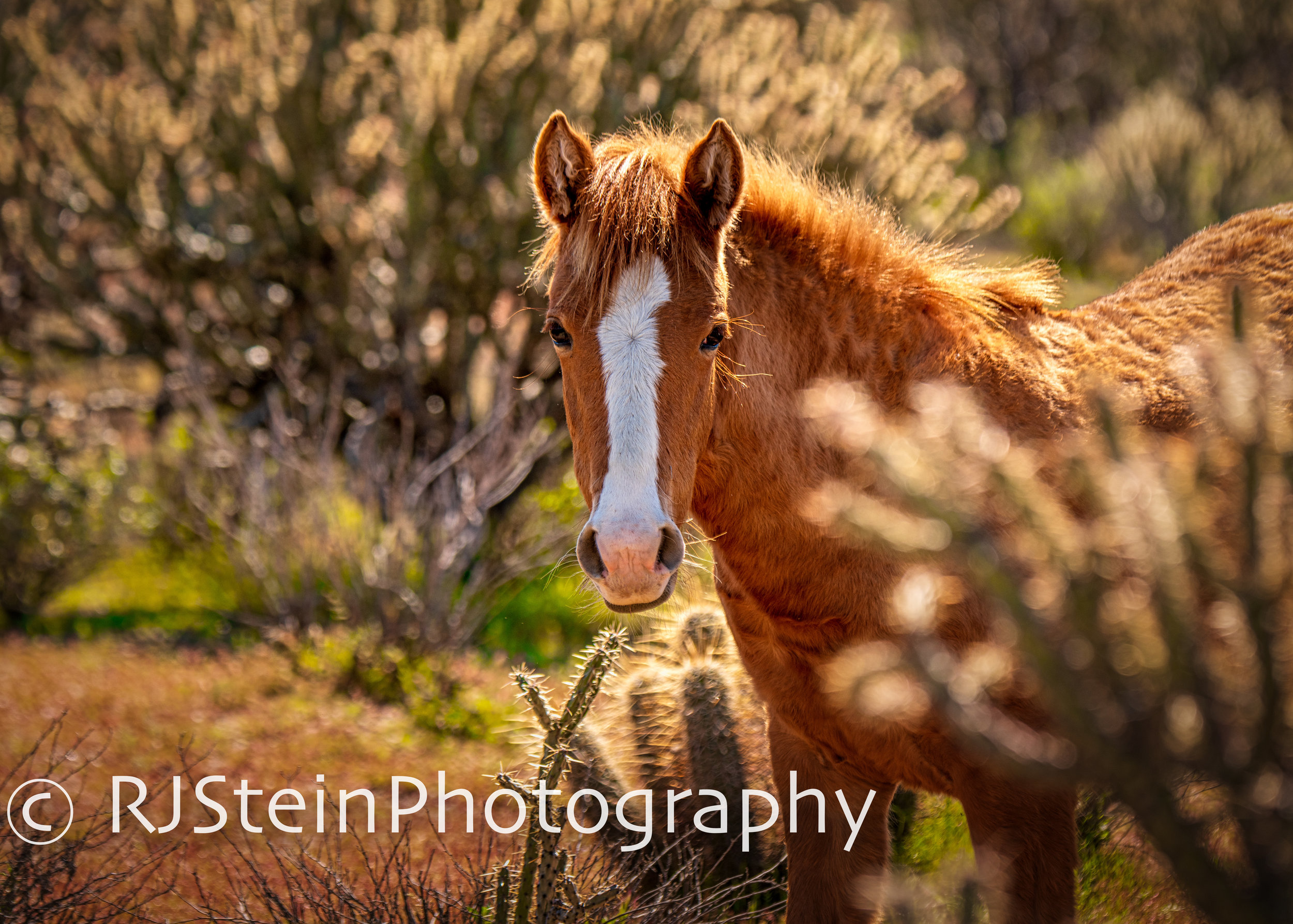 wild in the tonto national forest, arizona, 2019