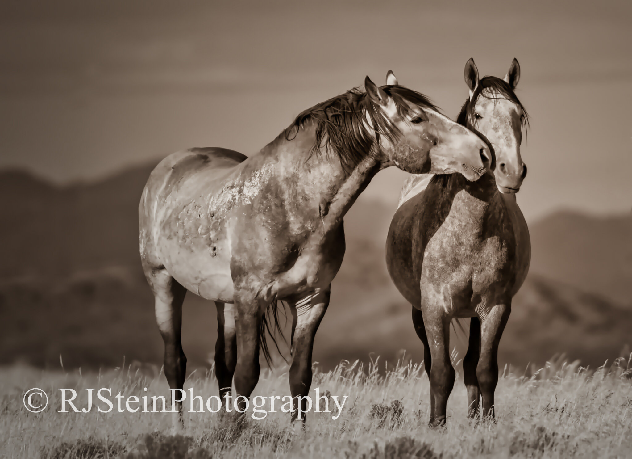 unbridled brothers, utah, 2020