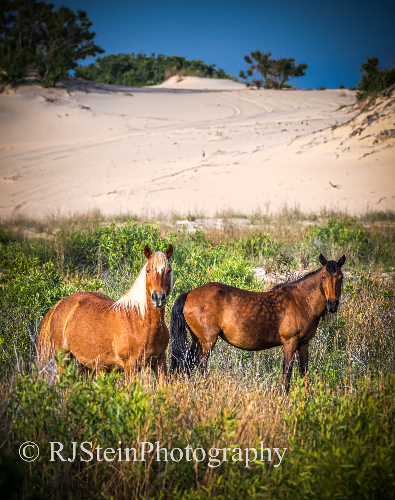 spanish mustangs, north carolina, 2020