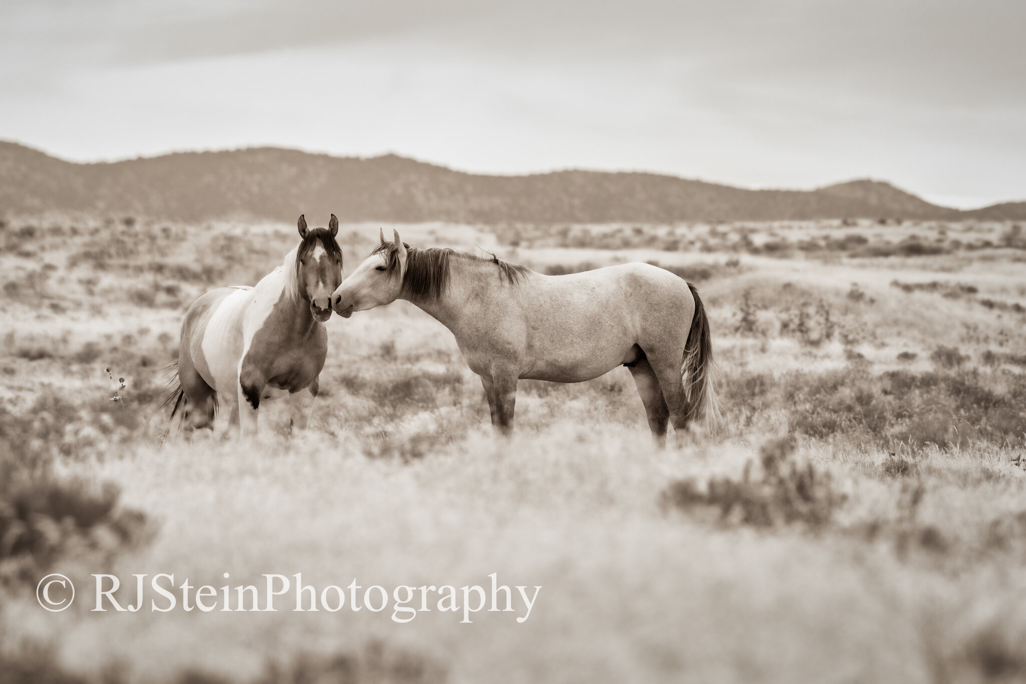 on the range, utah, 2020