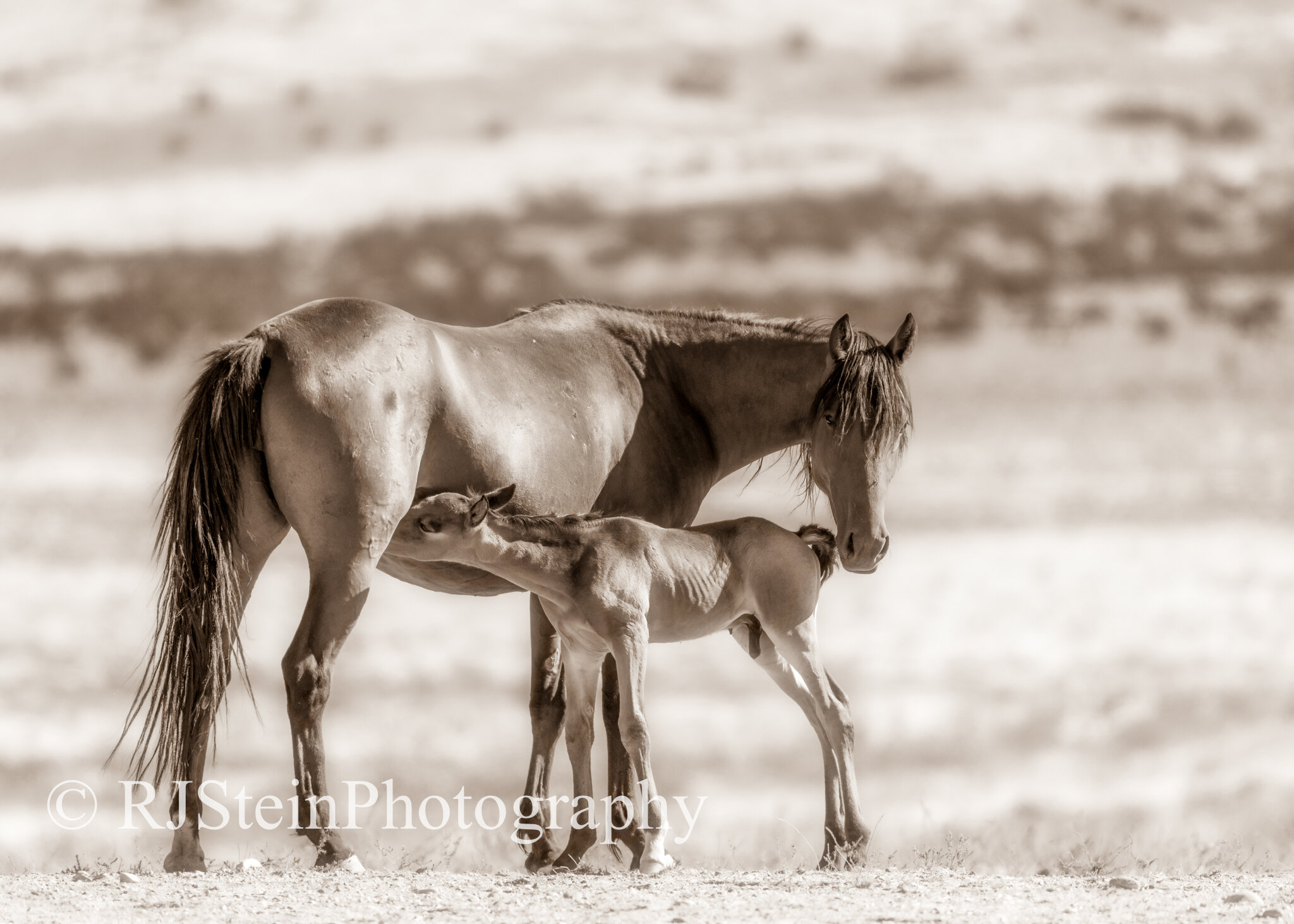 mustang mom, utah, 2020