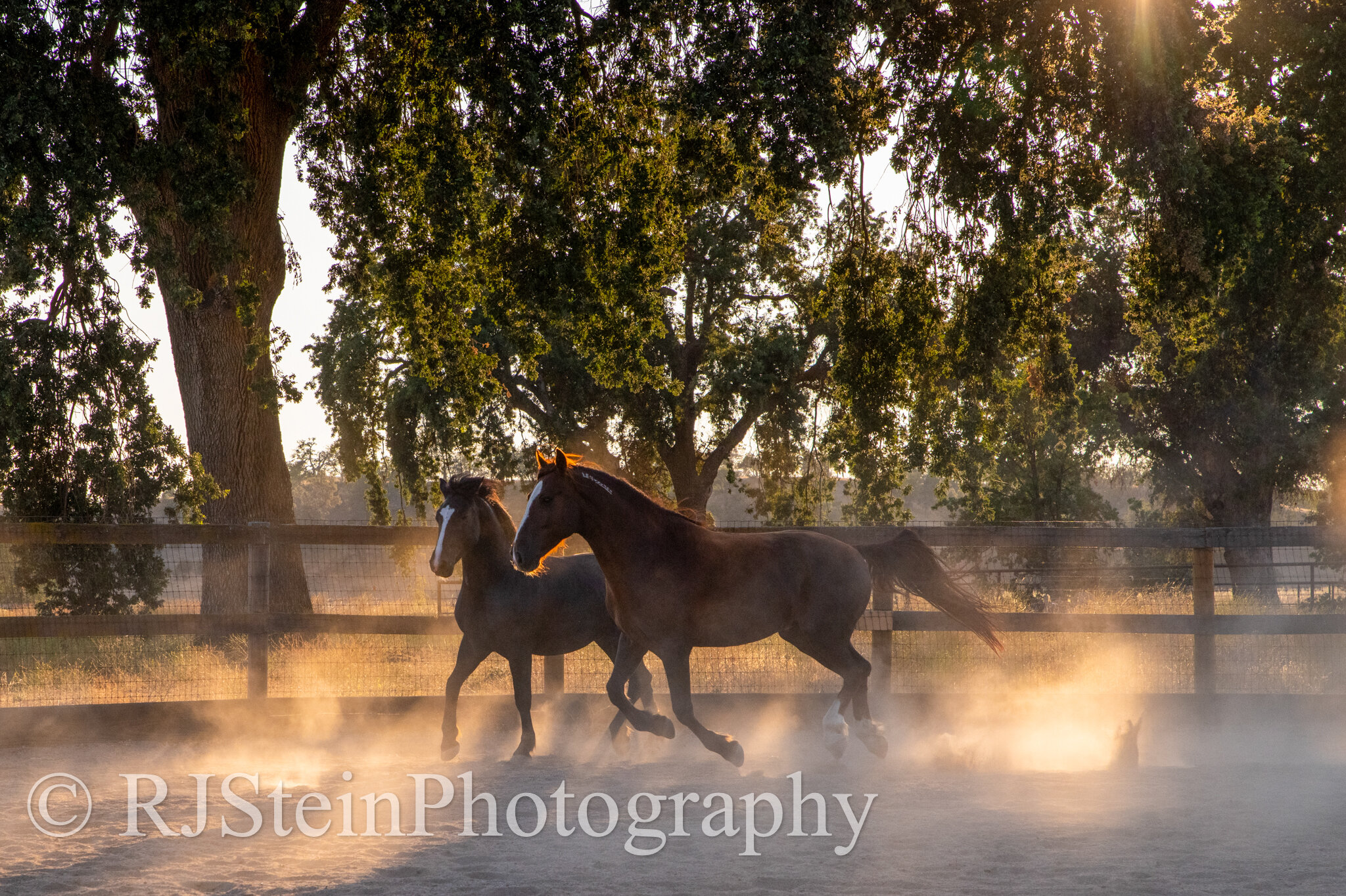 golden hour, sweetbeau horses ranch in california, 2021