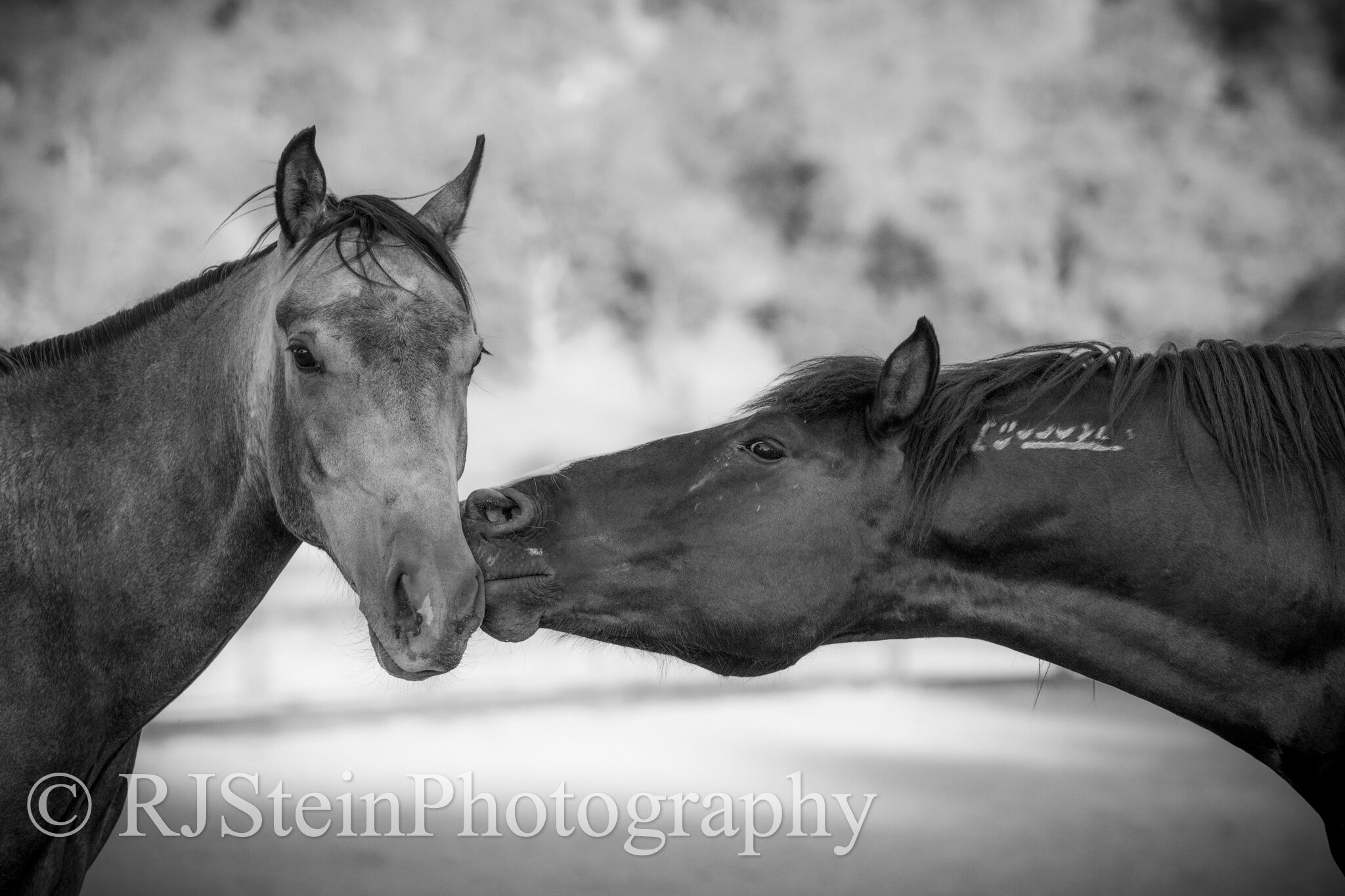 mustang kiss, sweetbeau horses ranch in california, 2021