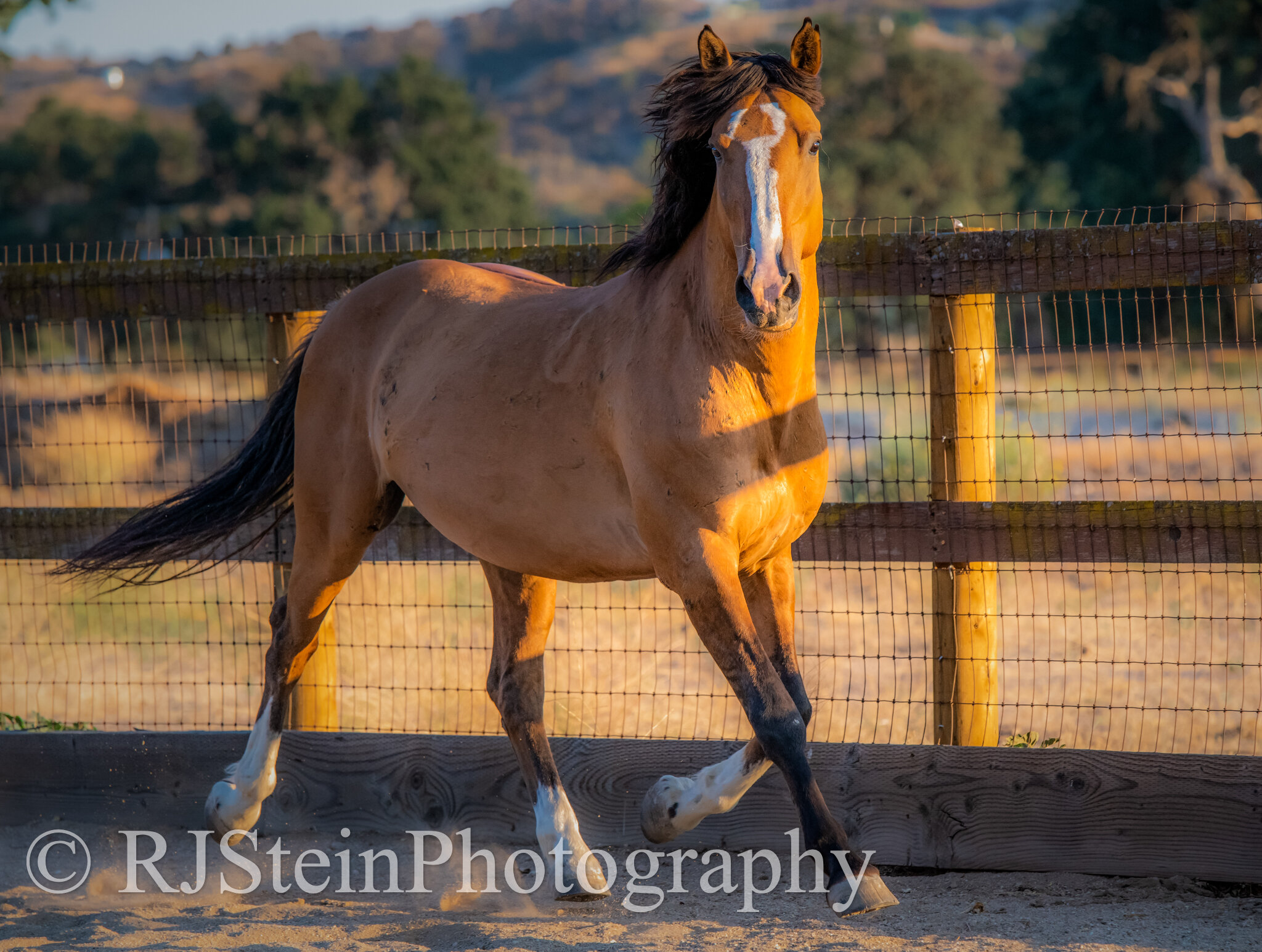 ghost, sweetbeau horses ranch in california, 2021