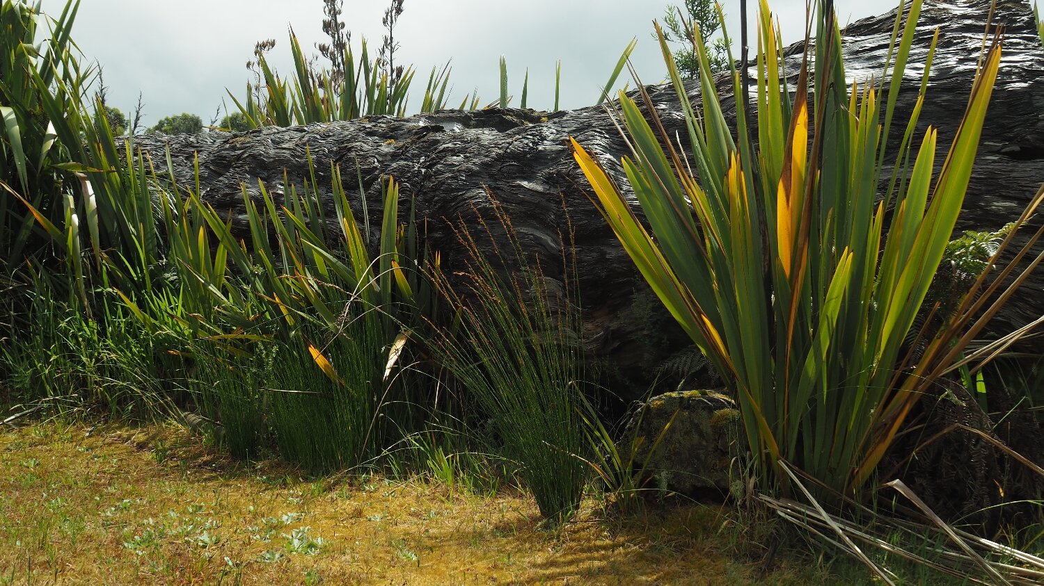 Ancient Huon Pine Log: Strahan, Tasmania