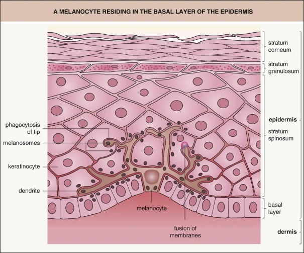 Figure 1 | Melanocytes are found in the basal (bottom) layer of the epidermis, between 0.03-0.06mm from the surface of the facial skin, depending on the area of the face.