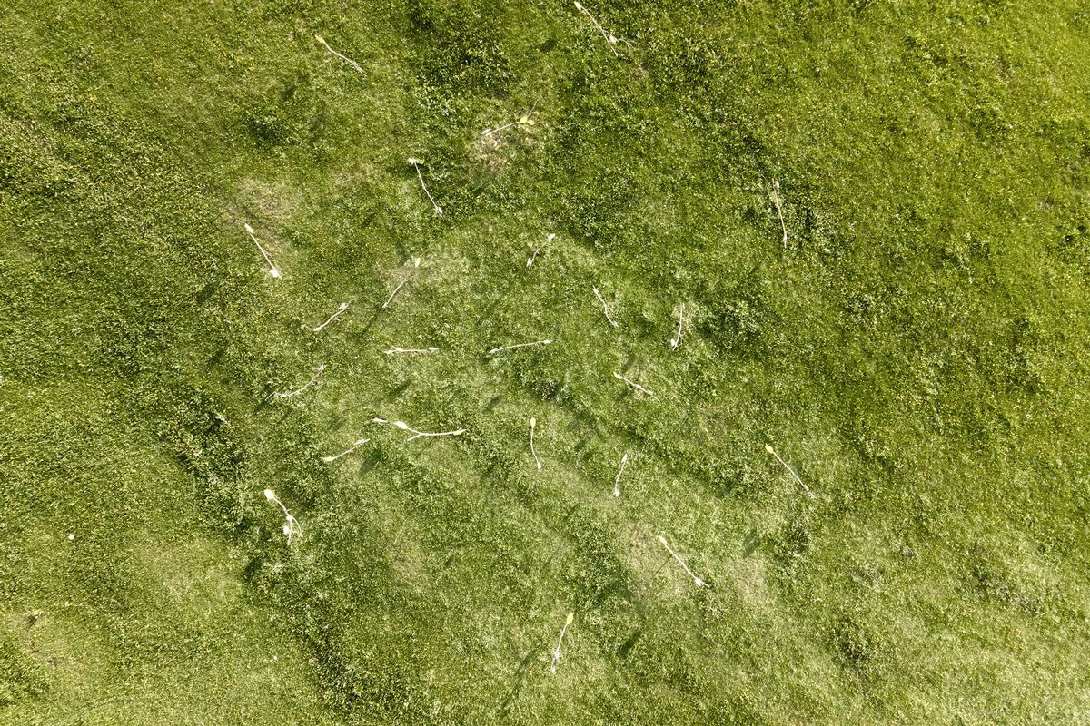 Lola_Giuffre_SMACH-2025_08_DJI_0284_GW.jpg