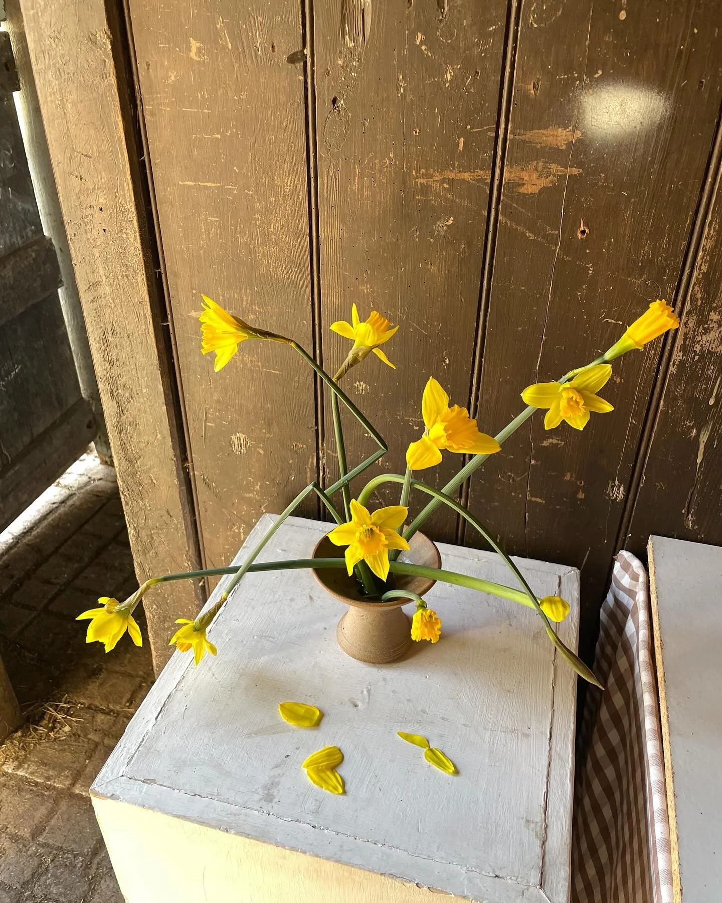 &pound;1 daffs from Morrisons, reimagined🌱 

Happy springtime.