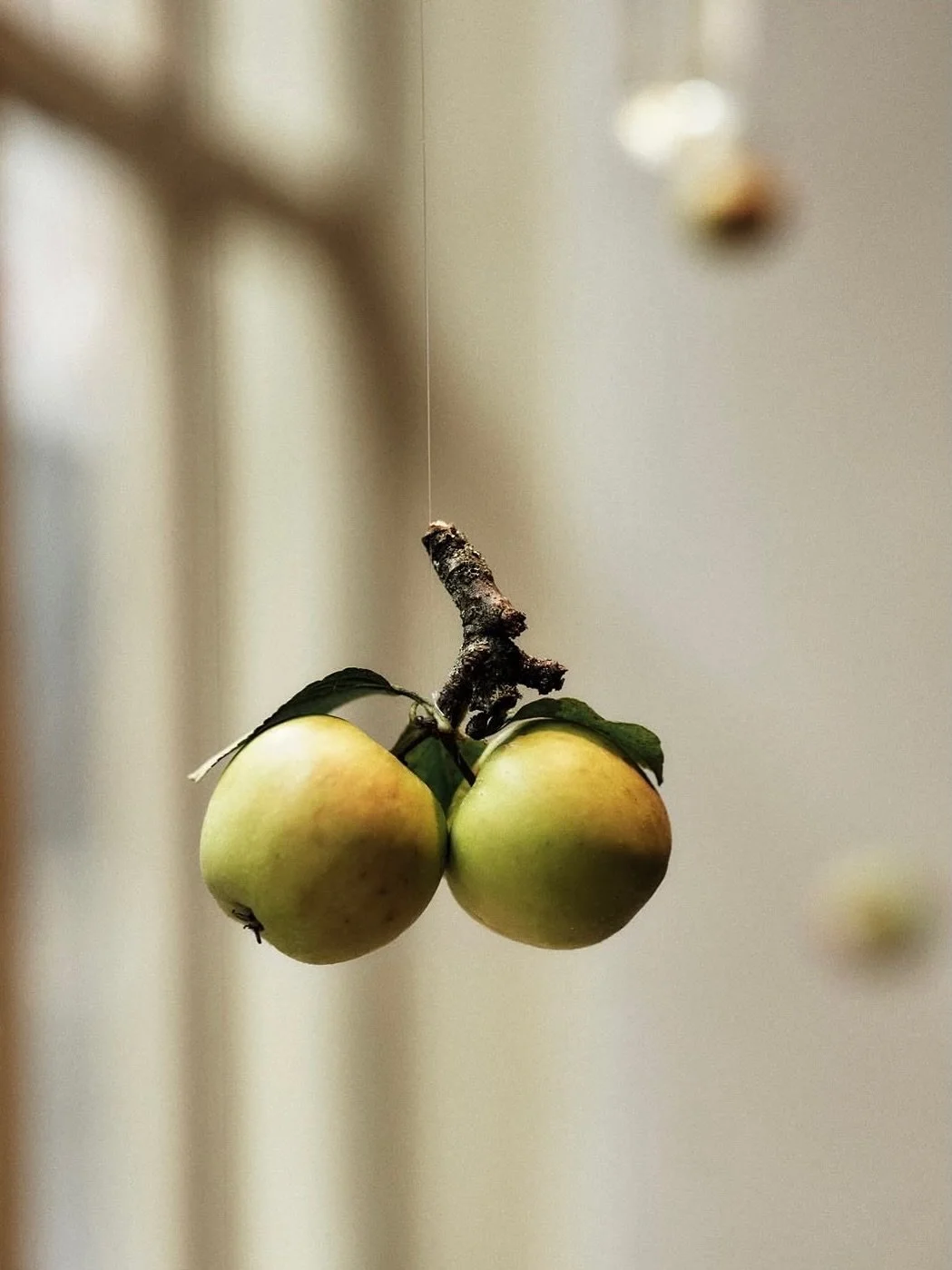 Apples for @ffern.co last Autumn

🍏🍏

Captured beautifully by @alohabshaw 💚

#windowinstallation #appleseason #autumn