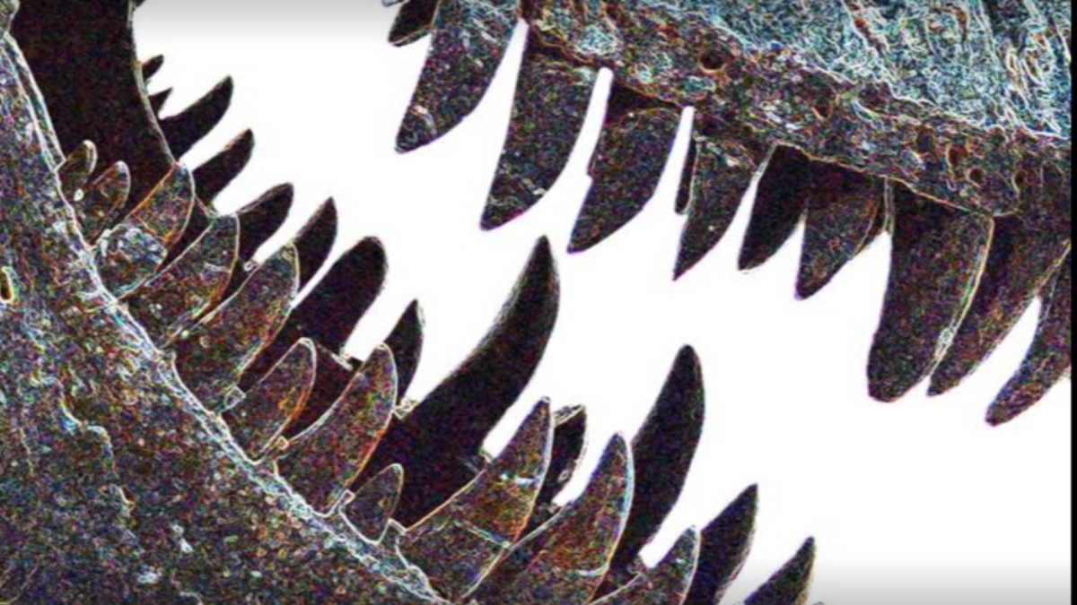 Peabody Museum Director David Skelly