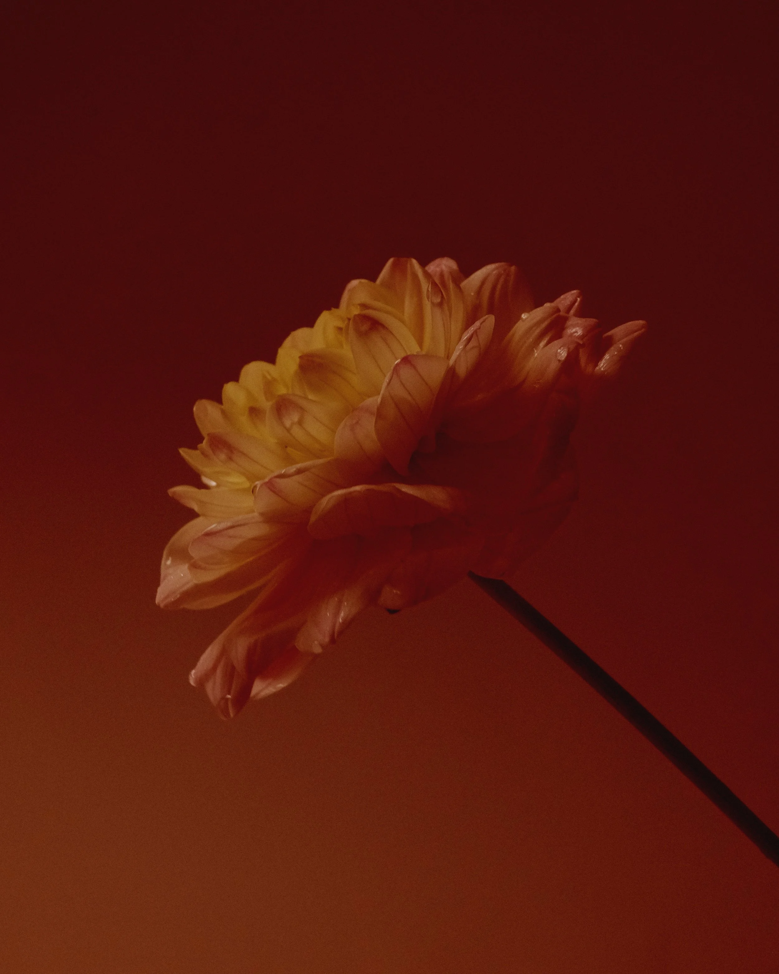 1DSCF9023.JPG