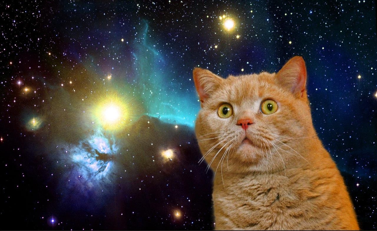 23452_funny_cat_in_space.jpg