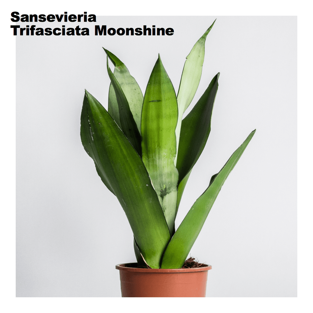 Pre Set Kit Low Light Plants Horticure