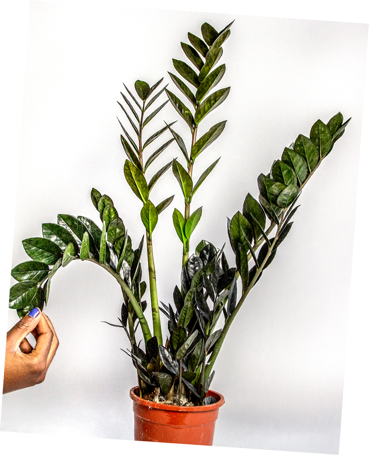 How To Care For The Zamioculcas Zamiifolia Raven Horticure