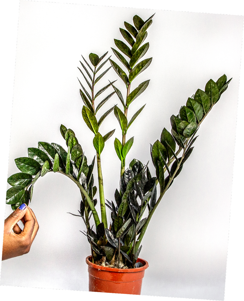 How To Care For The Zamioculcas Zamiifolia Raven Horticure