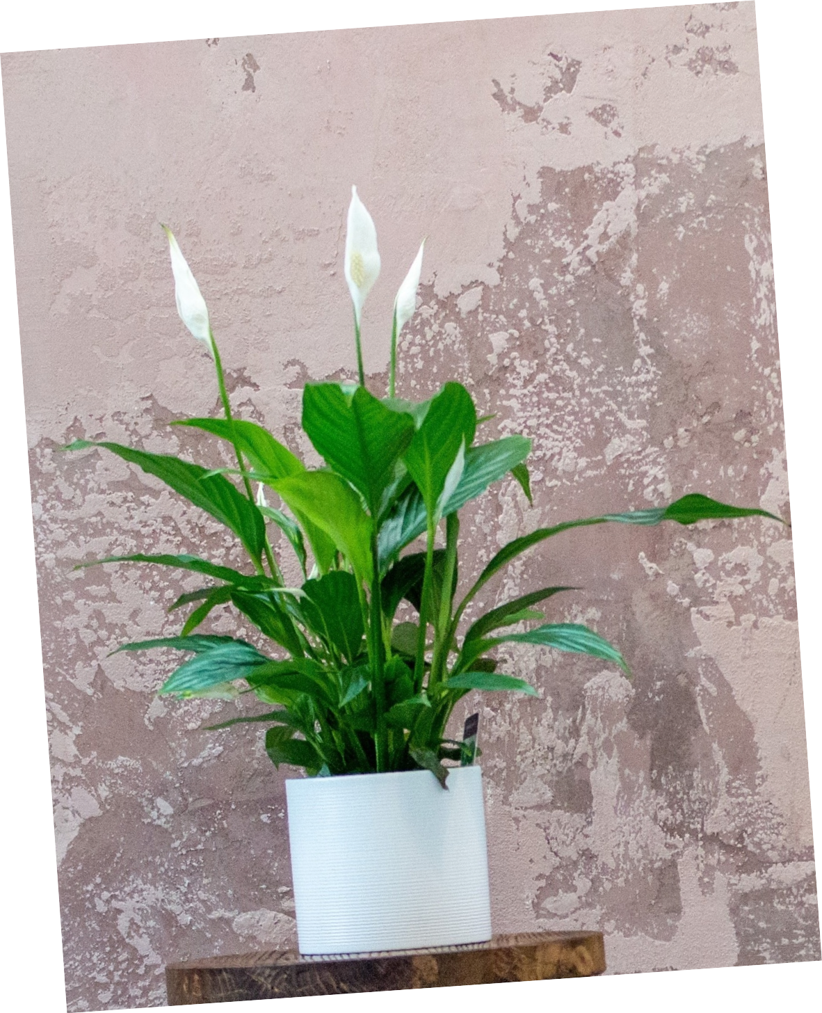 How To Care For The Spathiphyllum Spp Horticure