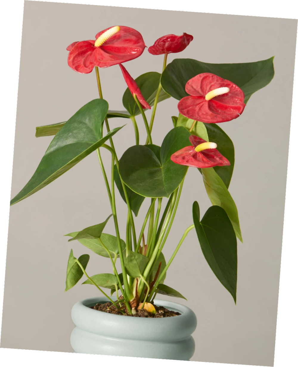 How To Care For The Anthurium Andraeanum Sierra Horticure