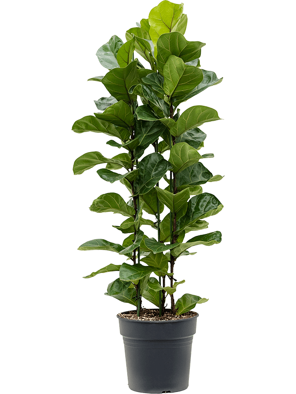 Ficus Lyrata Bush Horticure