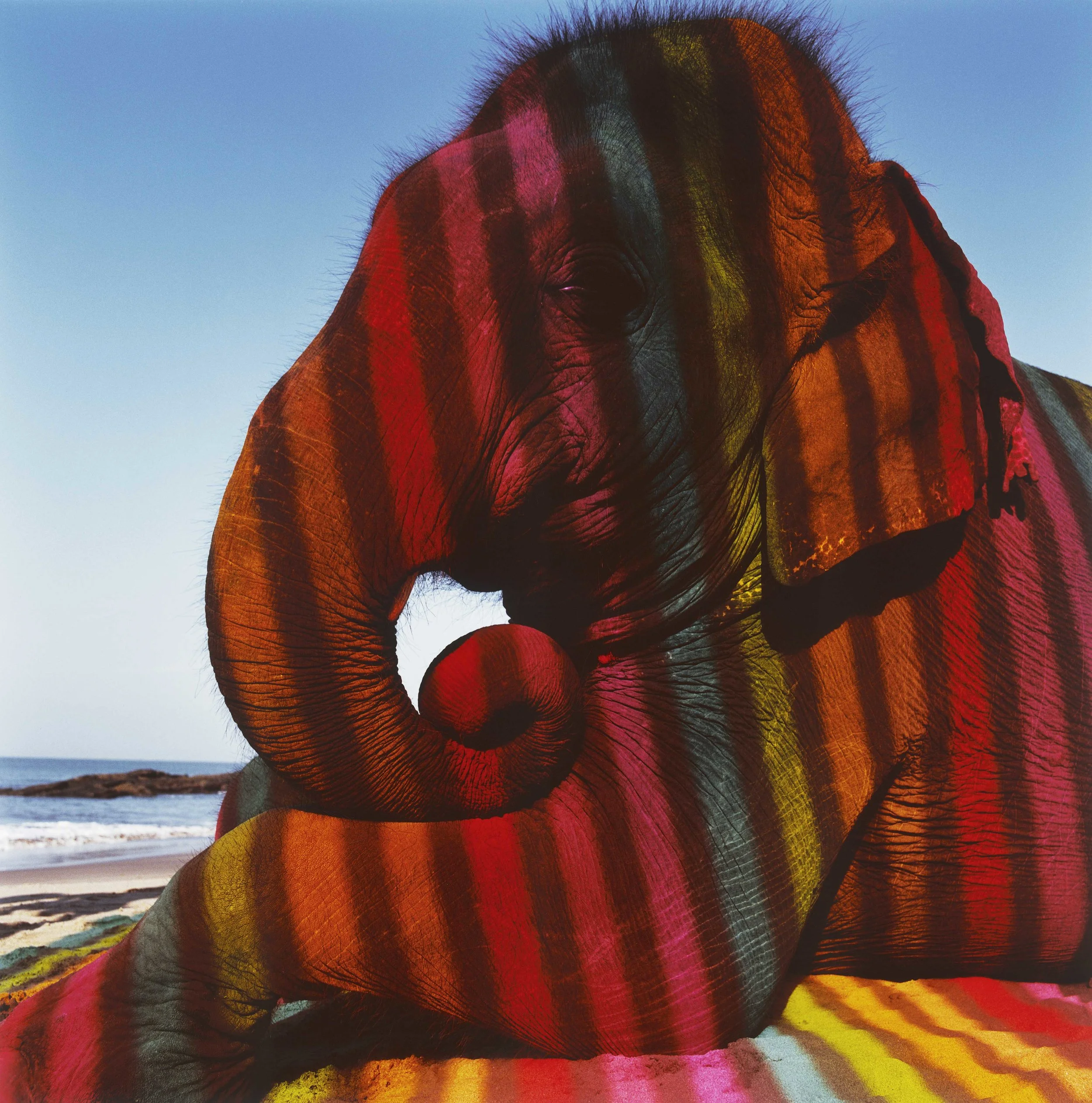 Figure 16. “Kaleidoscopic Elephant’, Tasveer Gallery, India, 2017, “Humans use animals to transcend the confines of self and species; they also them to symbolize, dramatize, and illuminate aspects of human’s experience and fantasy.” (Daston and Mitman, Thinking with Animals, 2005)