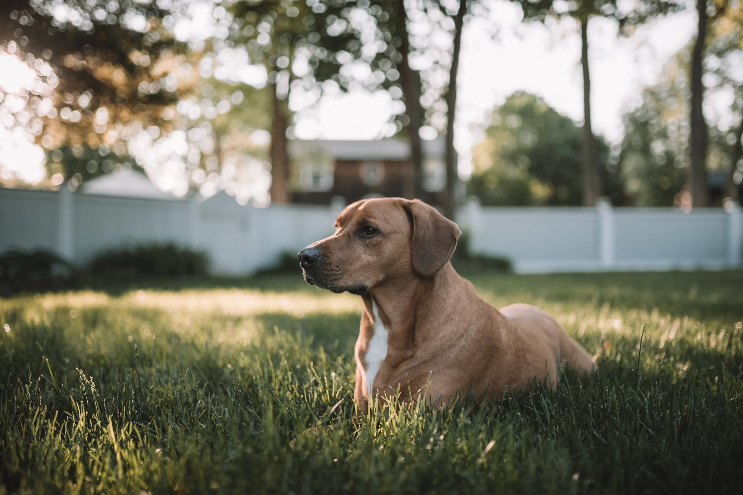 2018-05-30_Dogs Home Spring-8.jpg