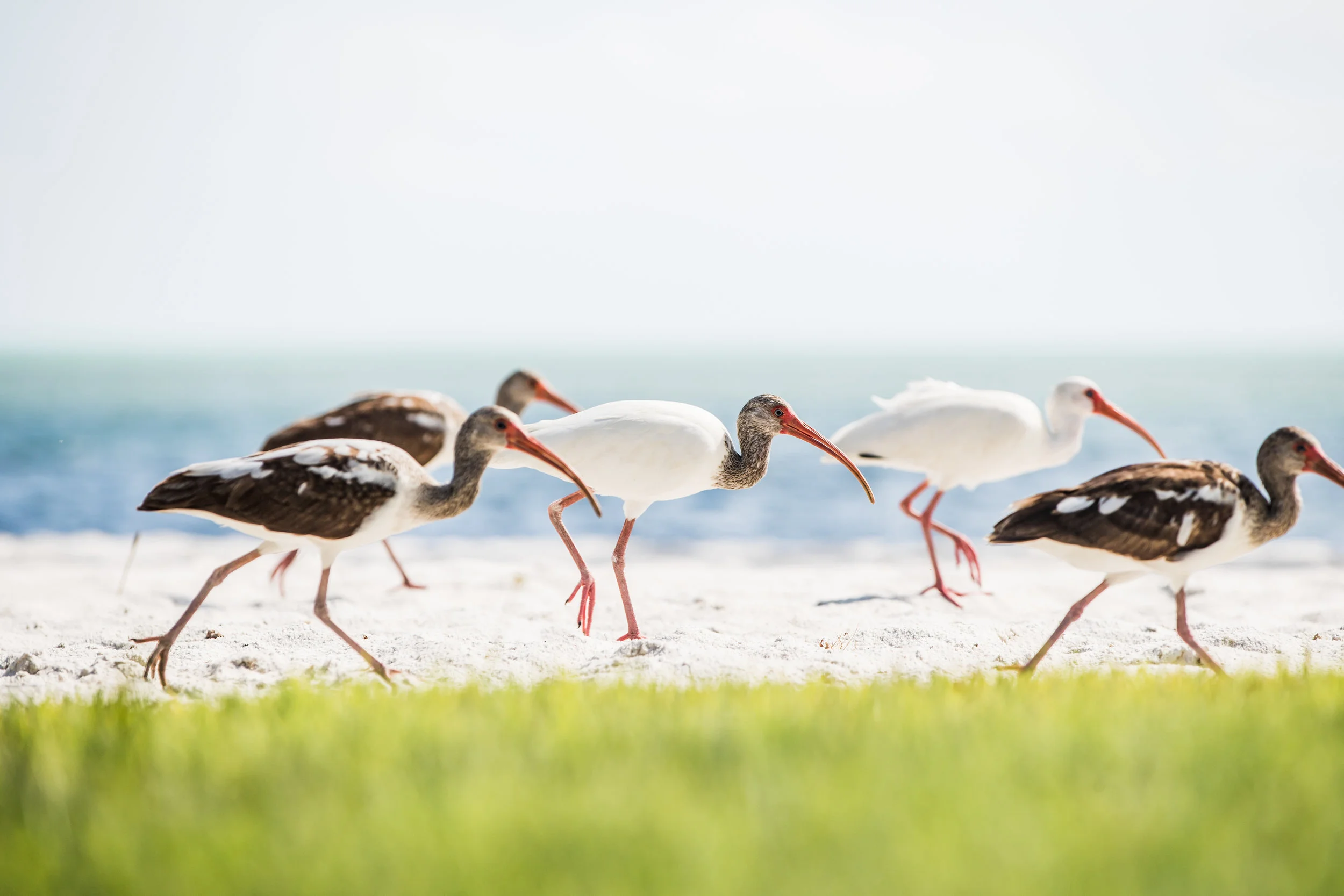 2018-11-01_Pelicans and Dogs-82.jpg