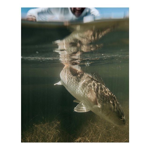 Summer redfish 📷@connorflamm