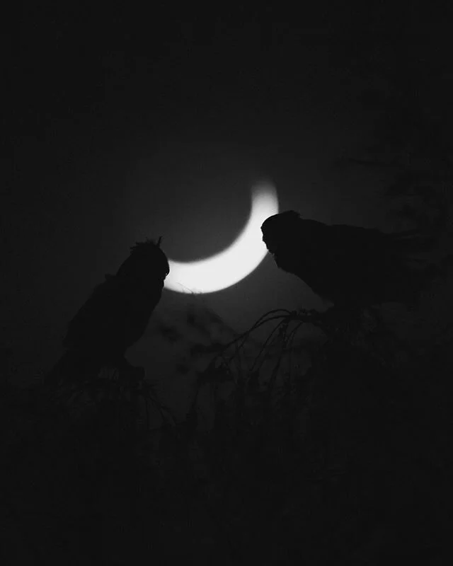 Howdy neighbors🌙🦉#greathornedowl #newmoon